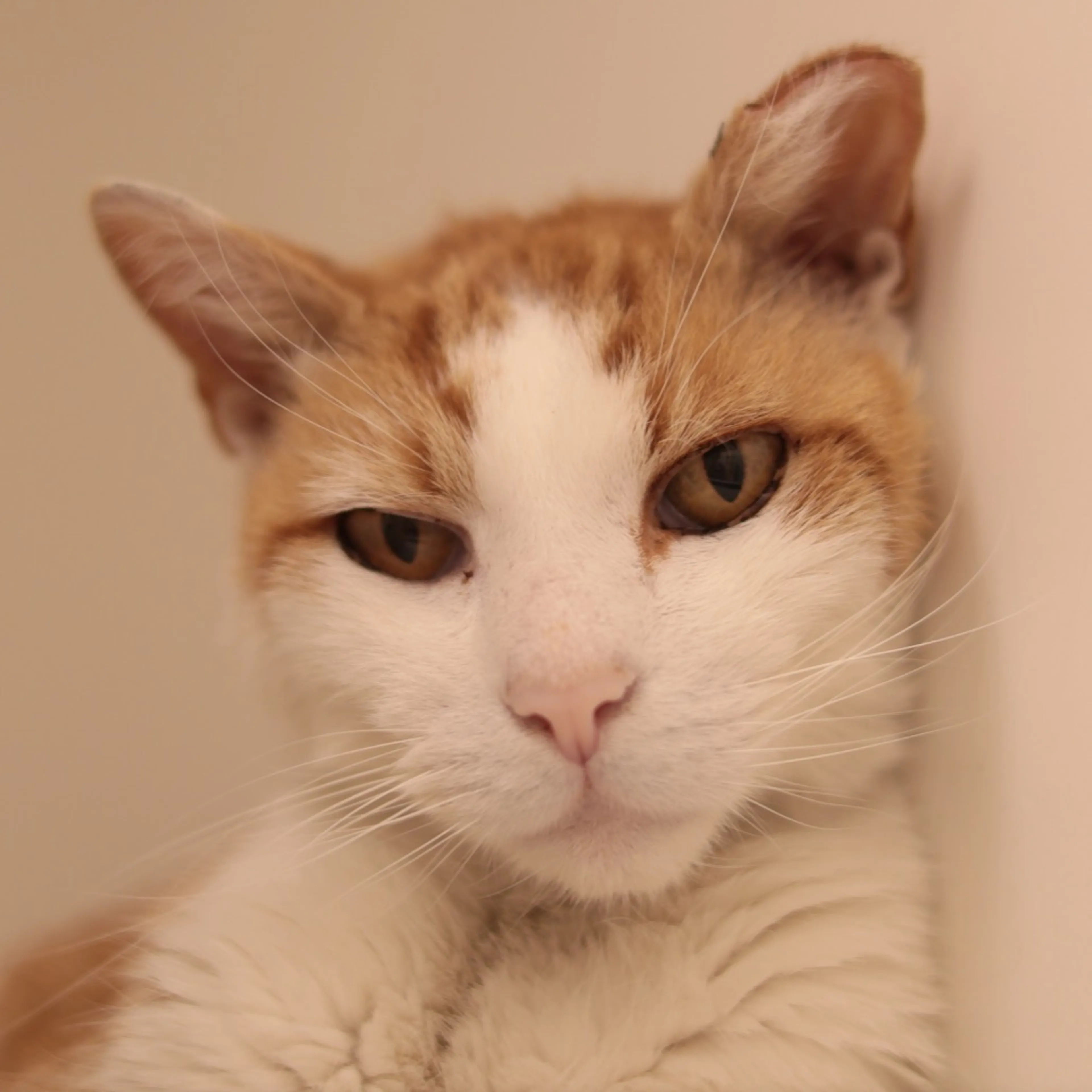 Found pet-6
