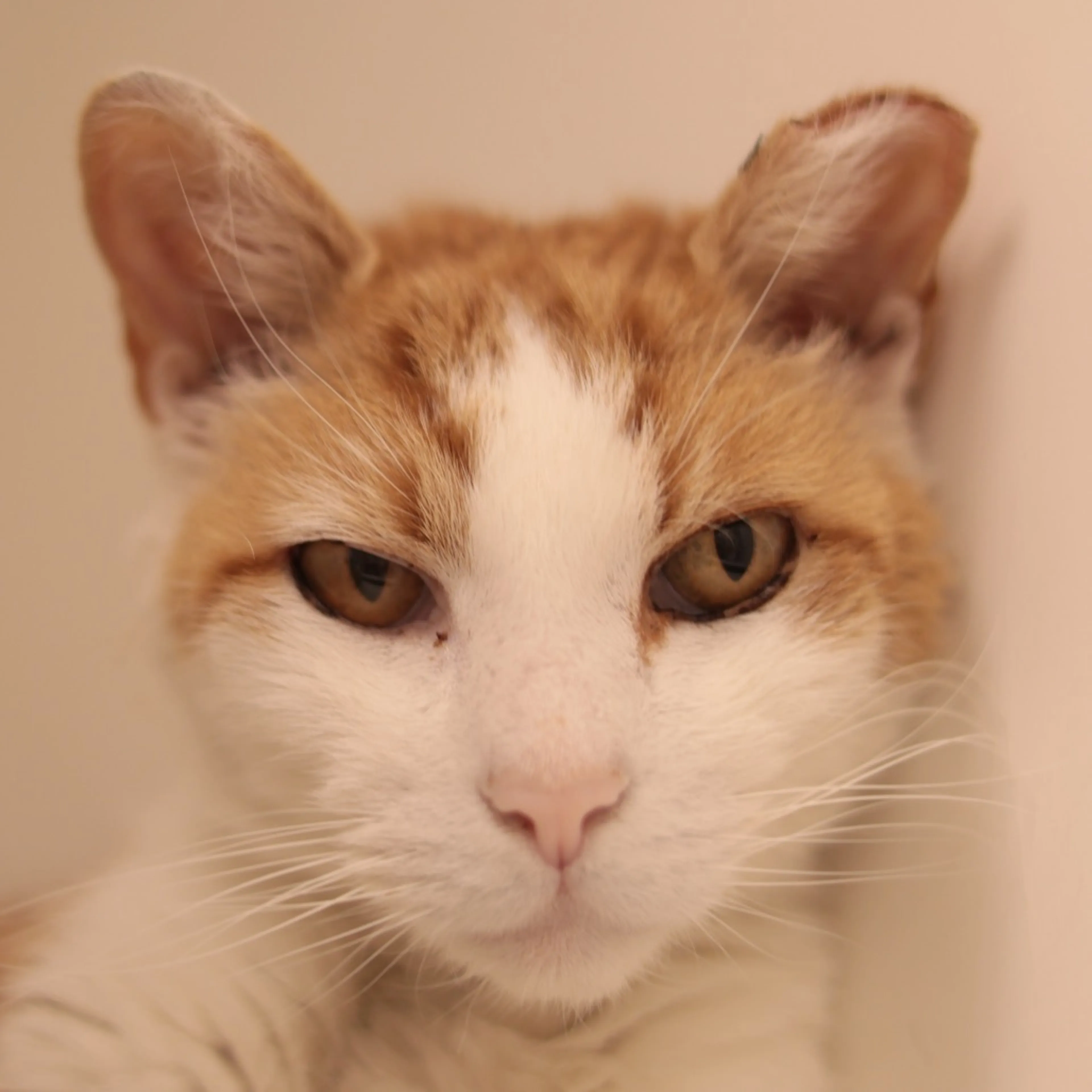 Found pet-4