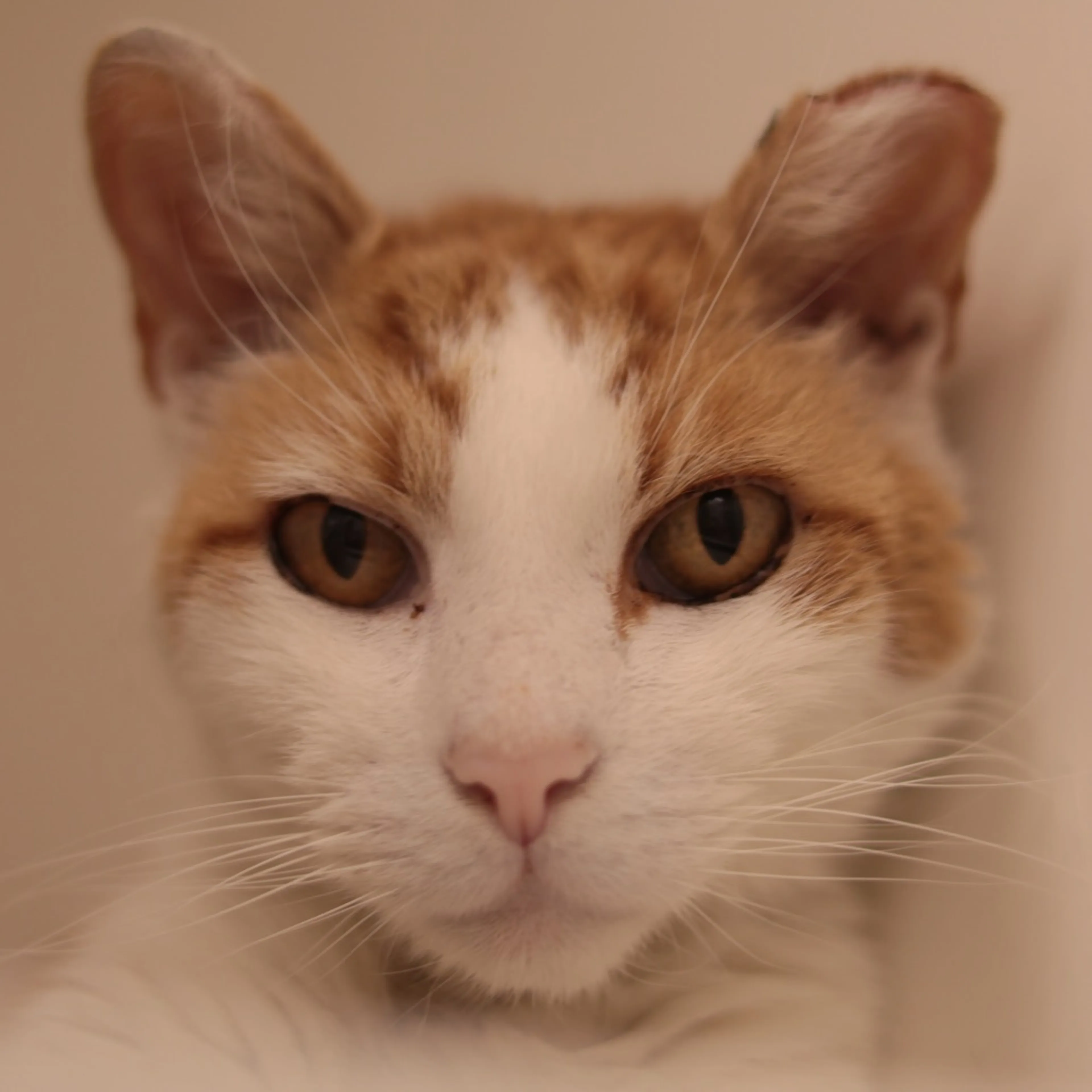 Found pet-8