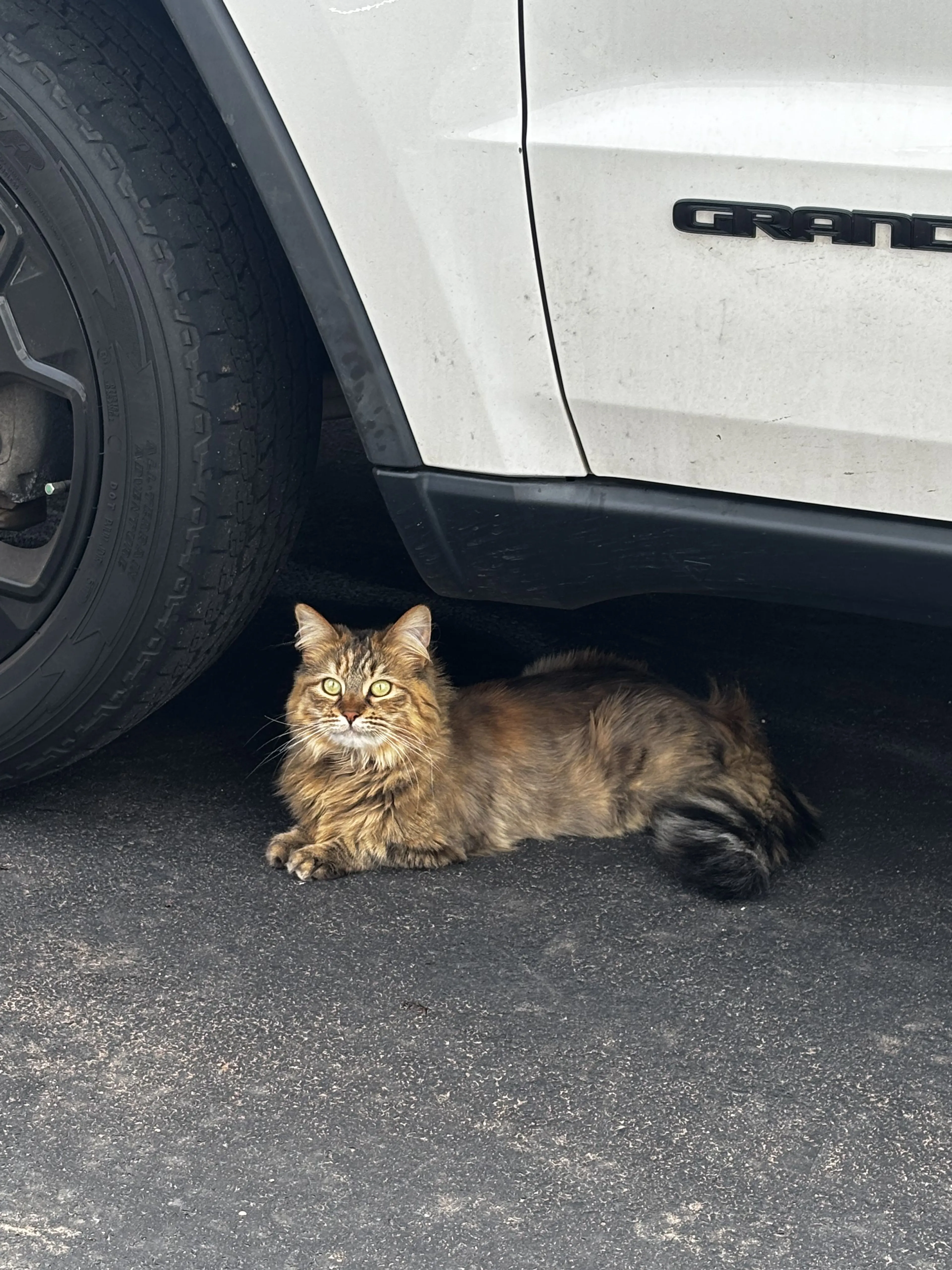 Lost pet-1