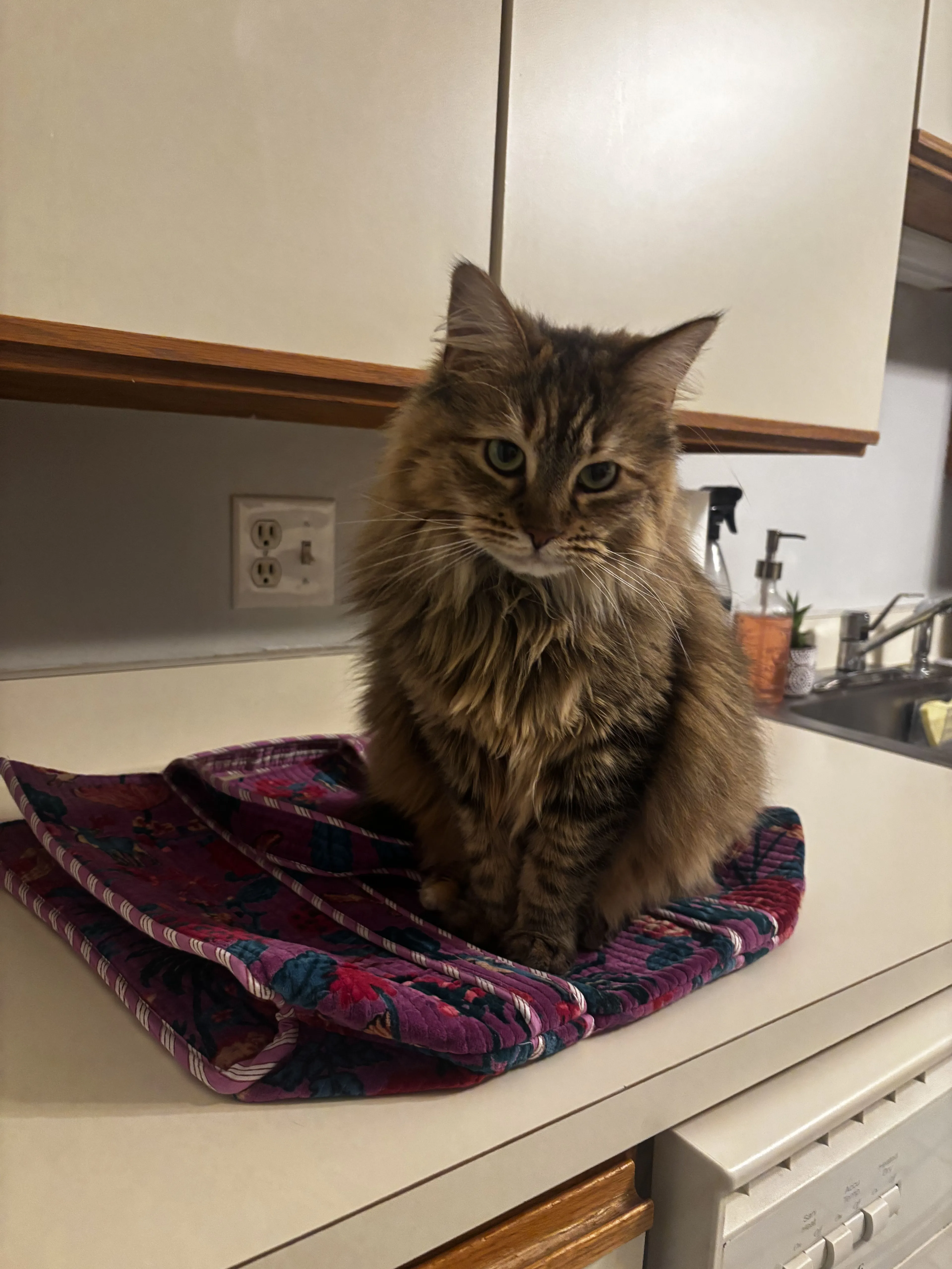 Lost pet-0