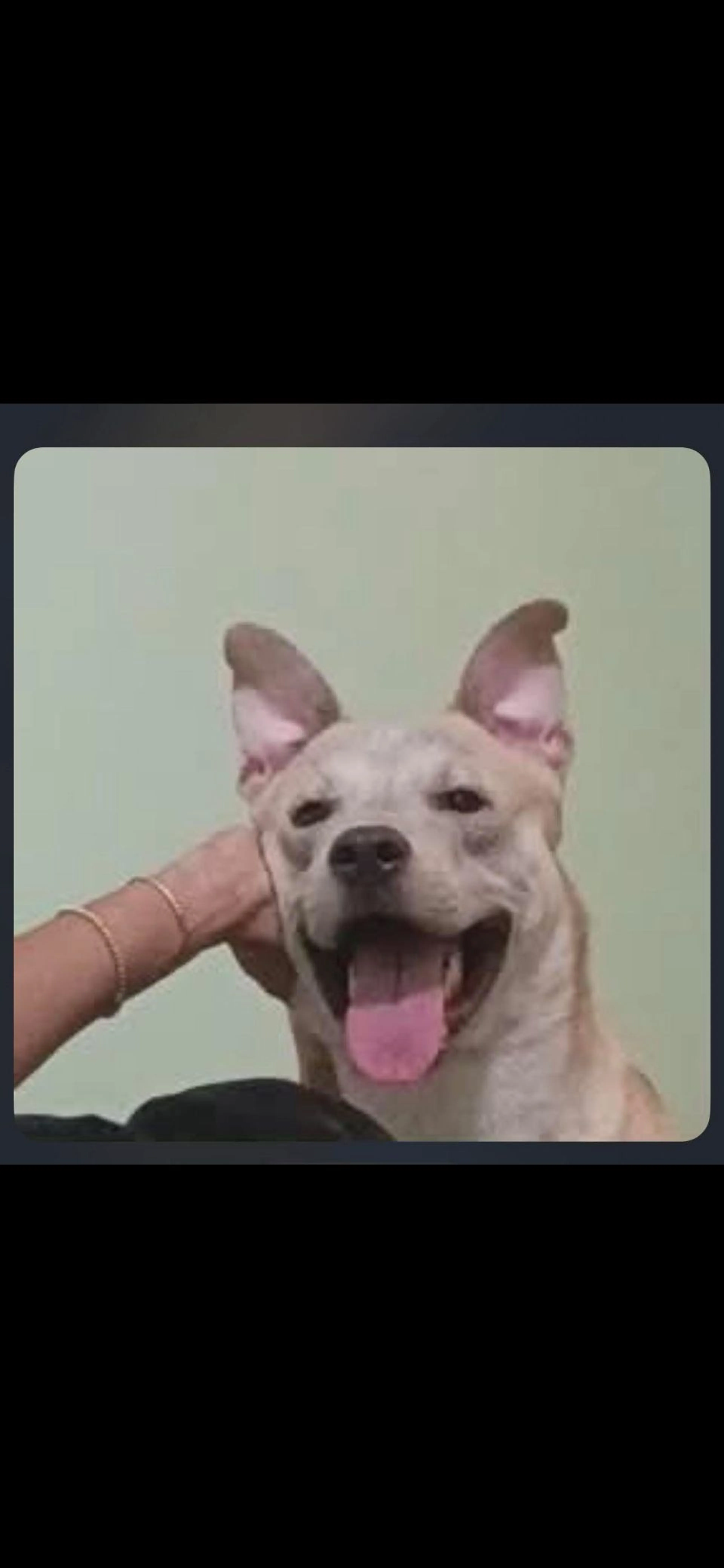 Lost pet-0