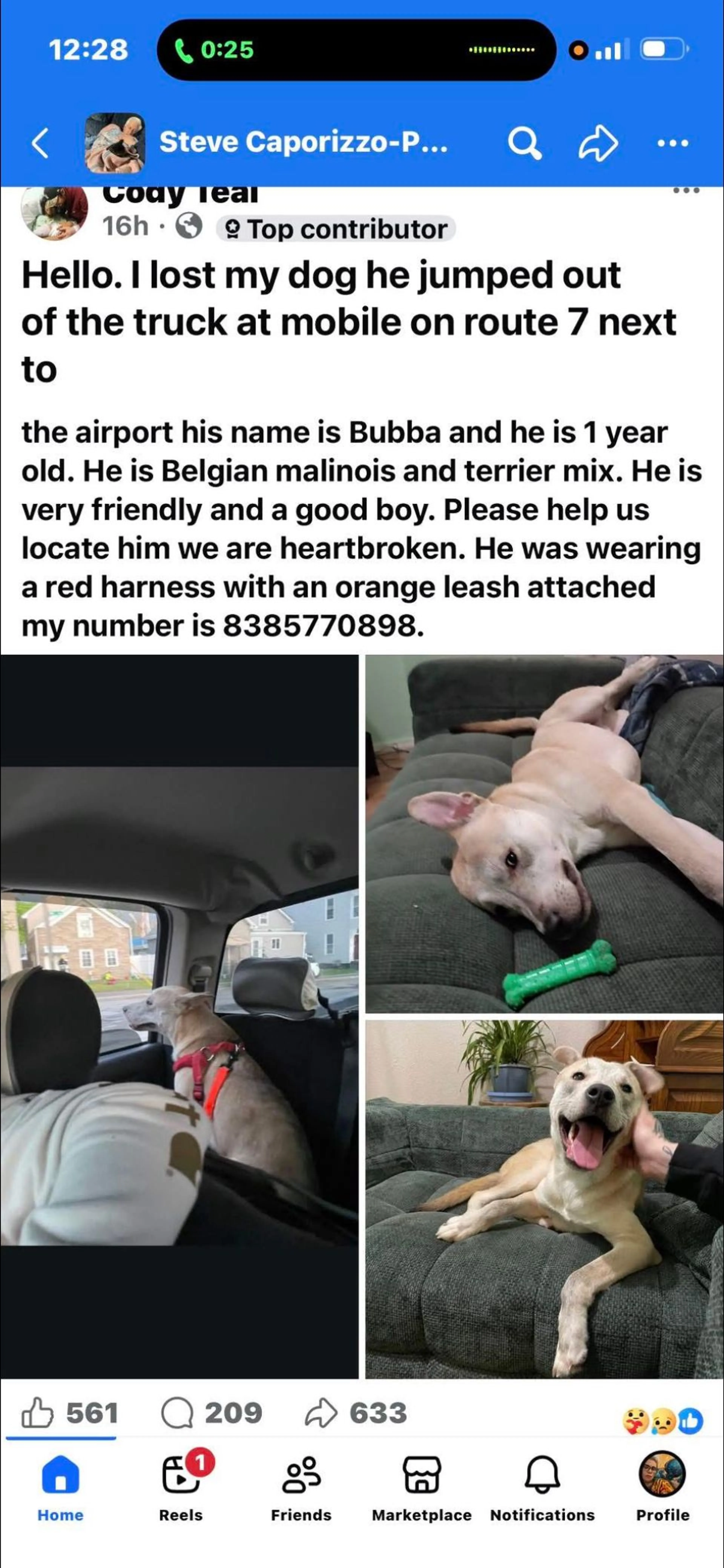 Lost pet-1