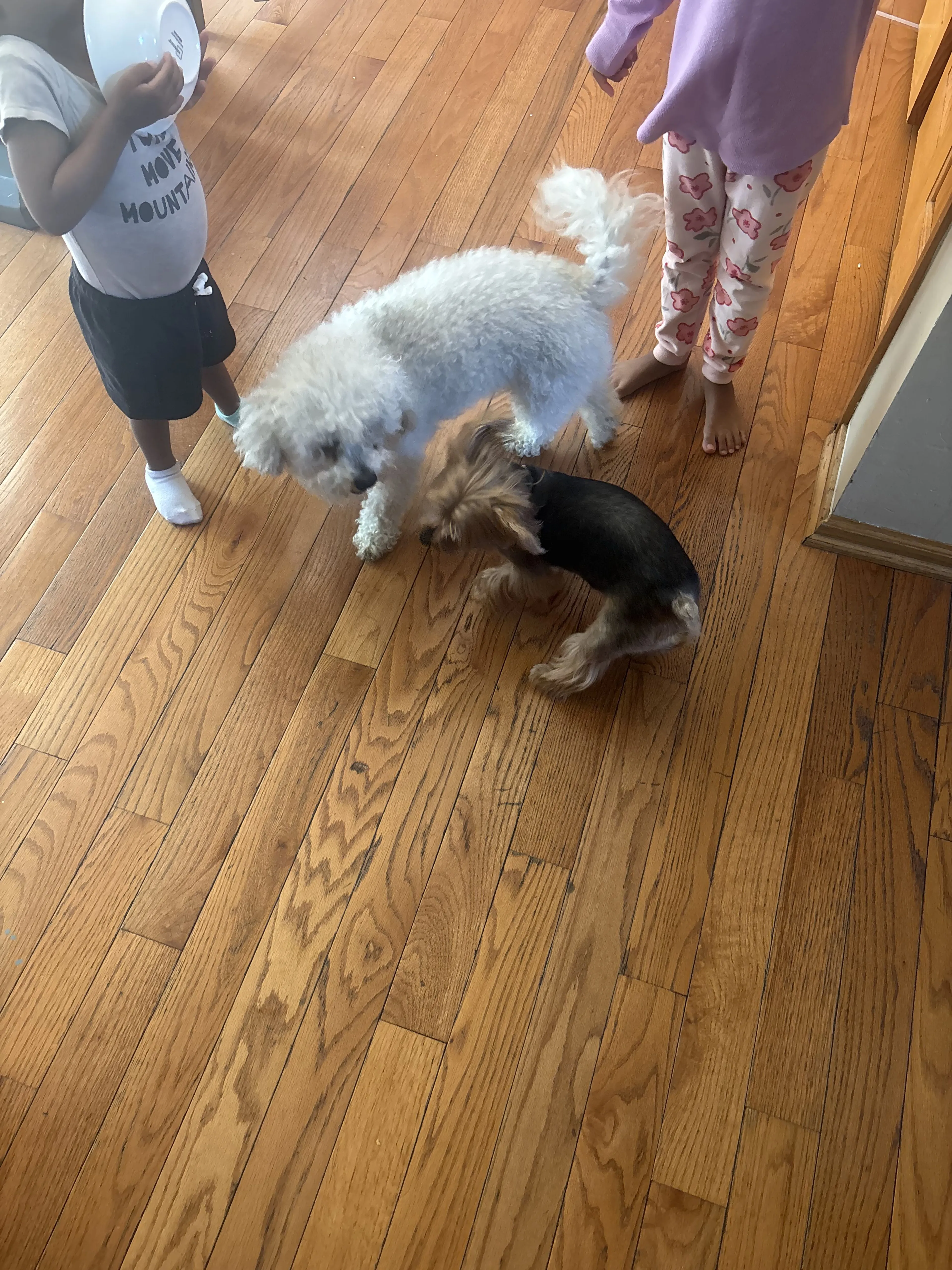 Lost pet