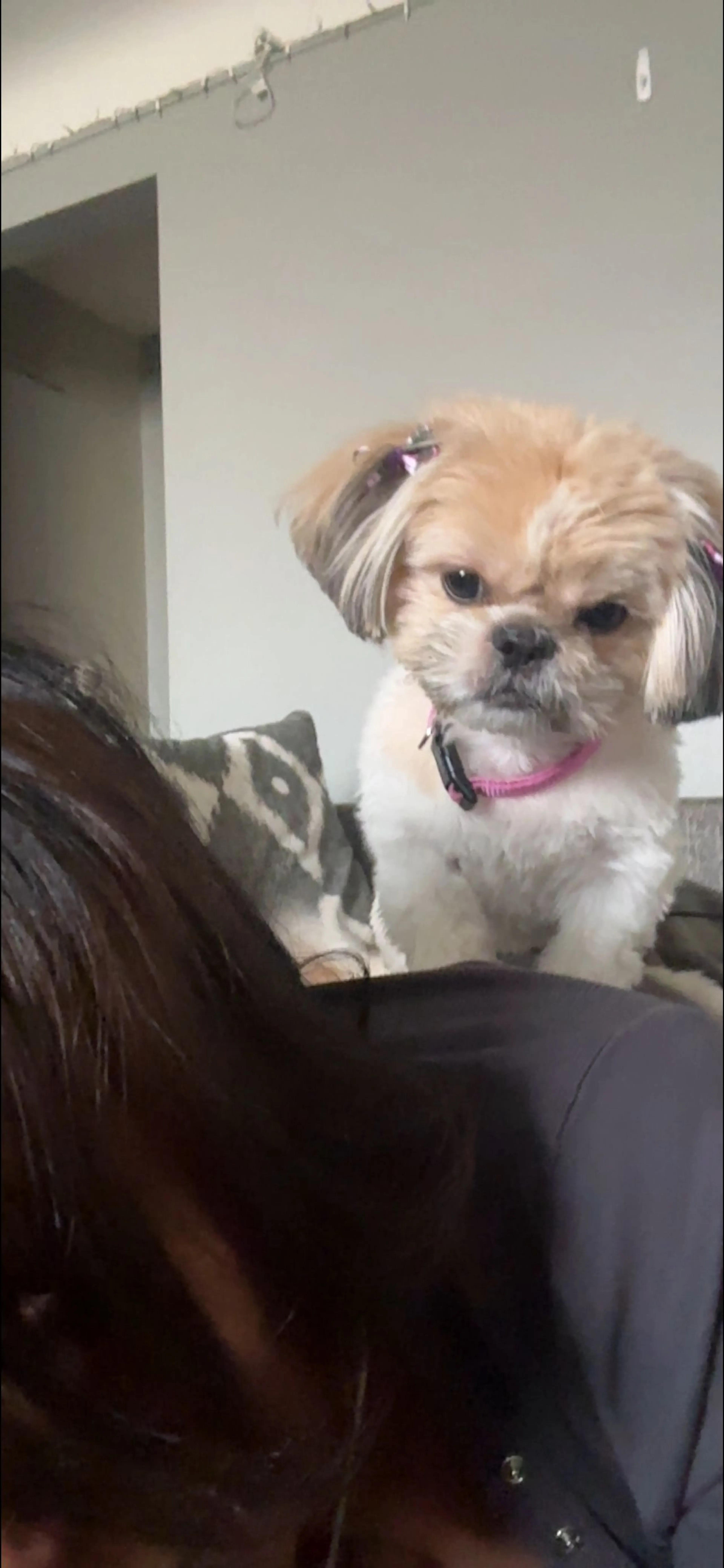 Lost pet