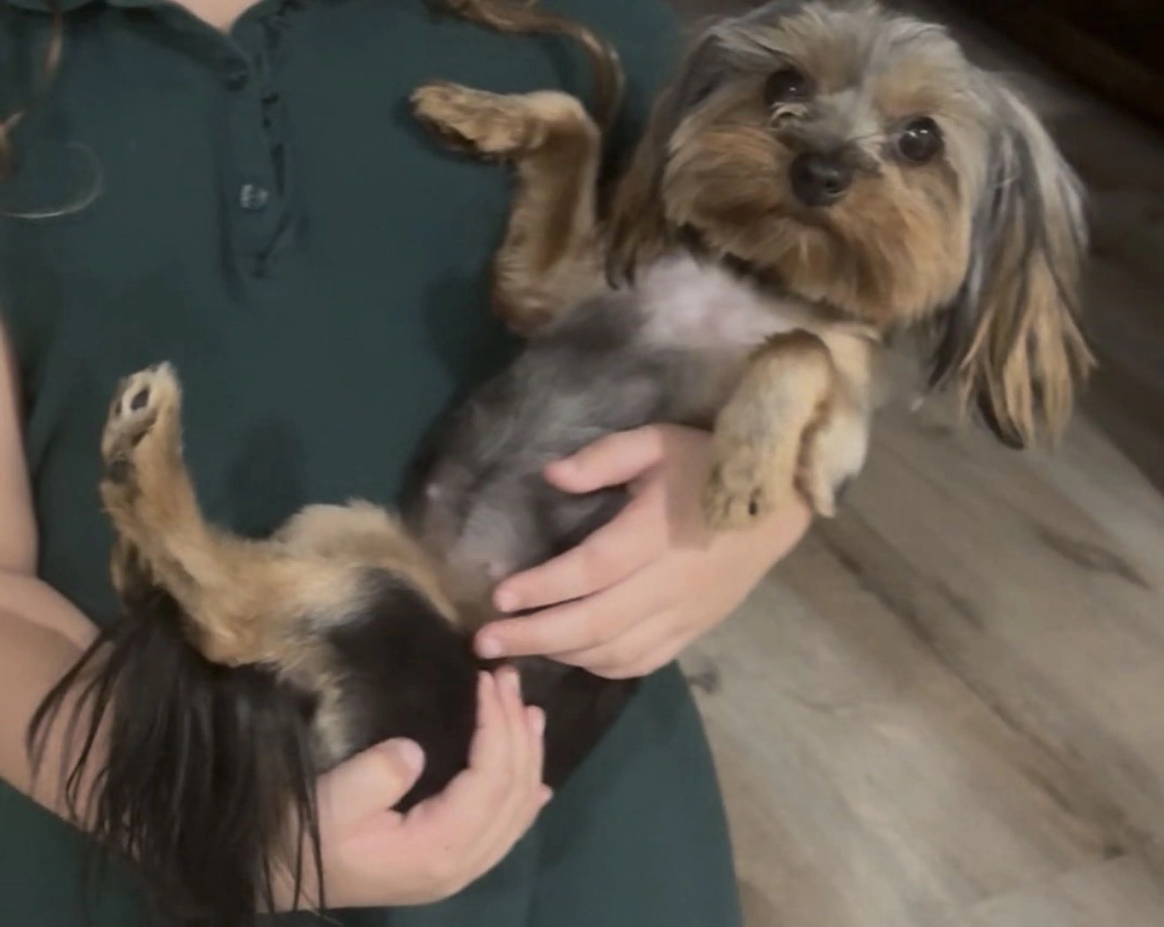 Lost pet