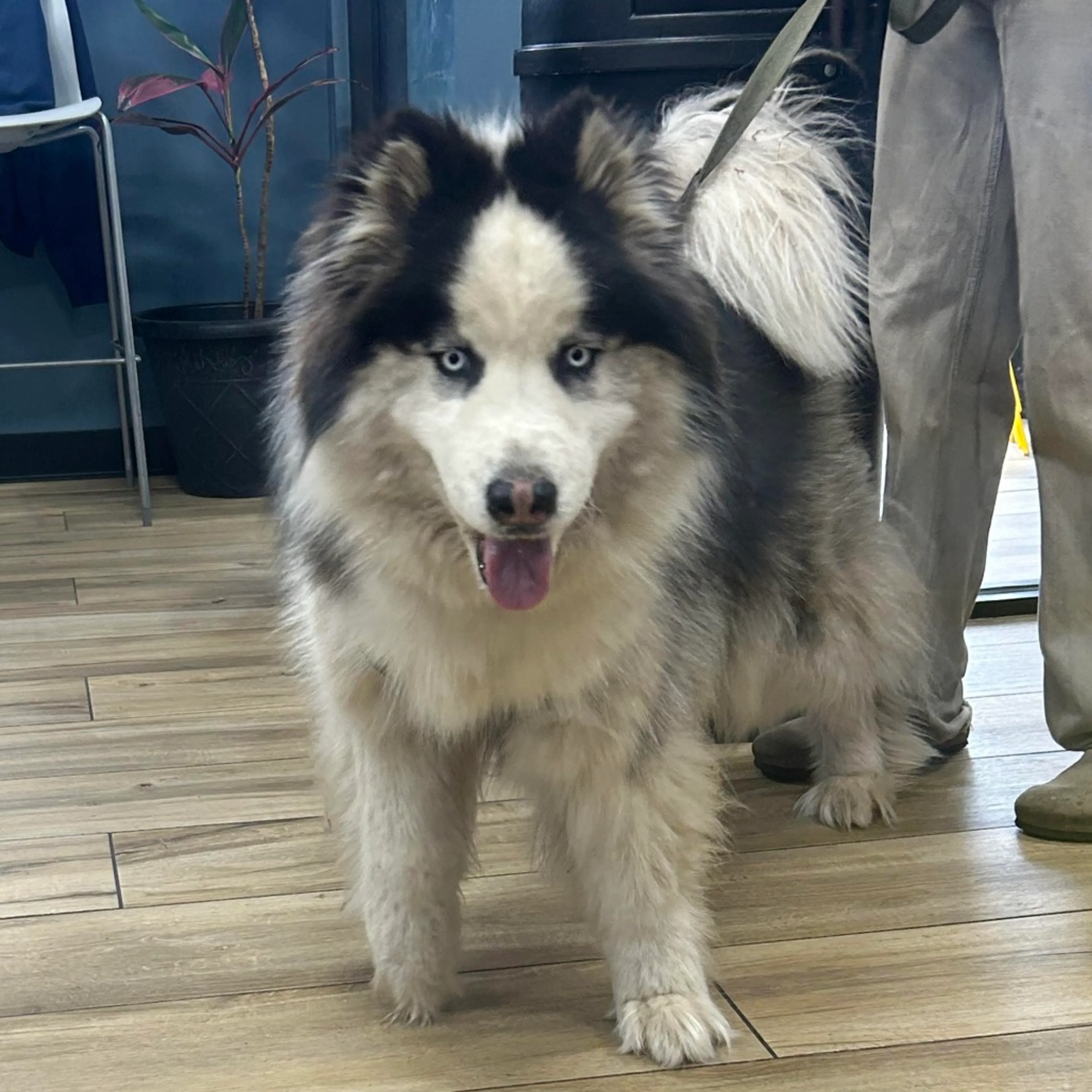 Found pet