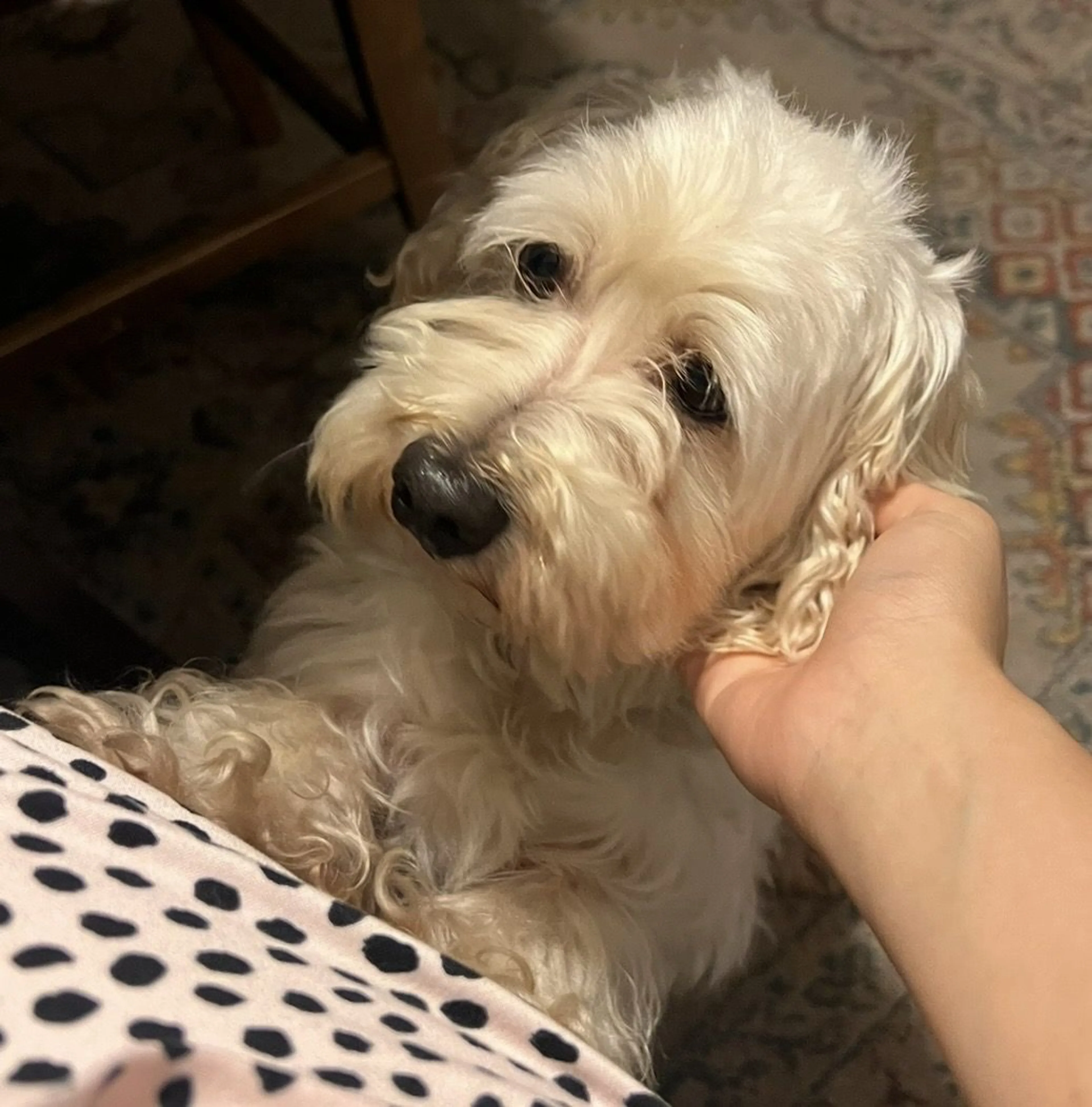 Lost pet-1