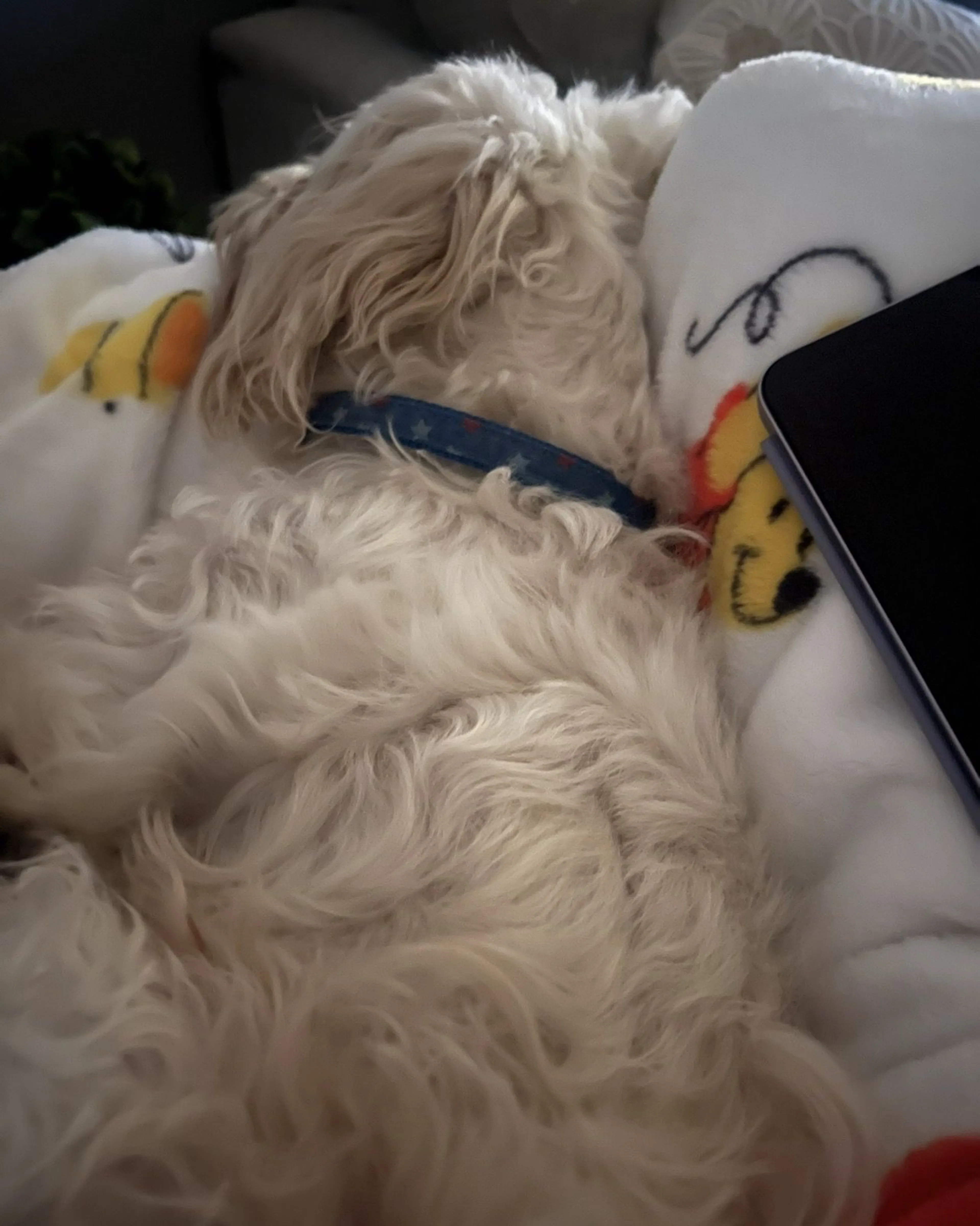 Lost pet-0