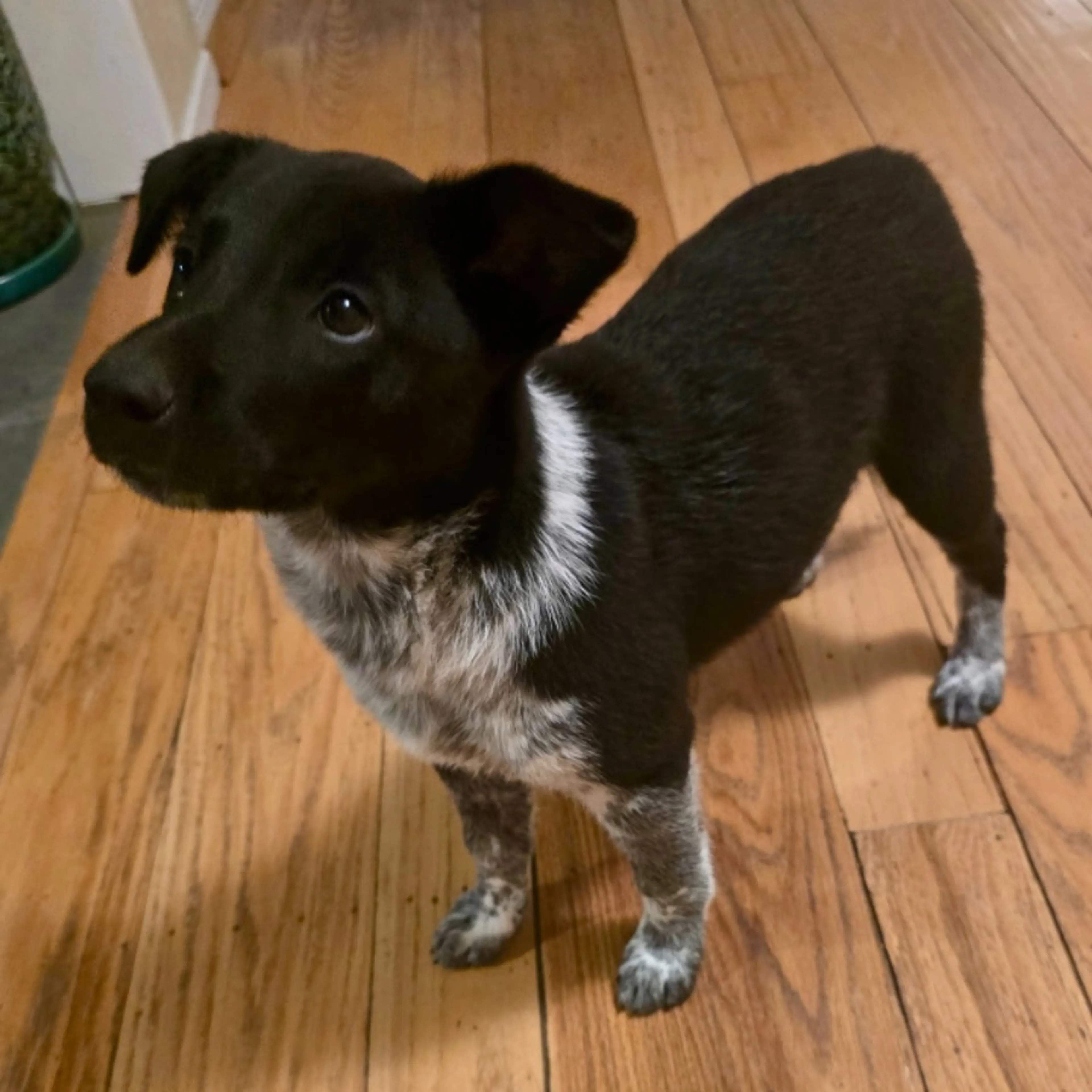 Found pet