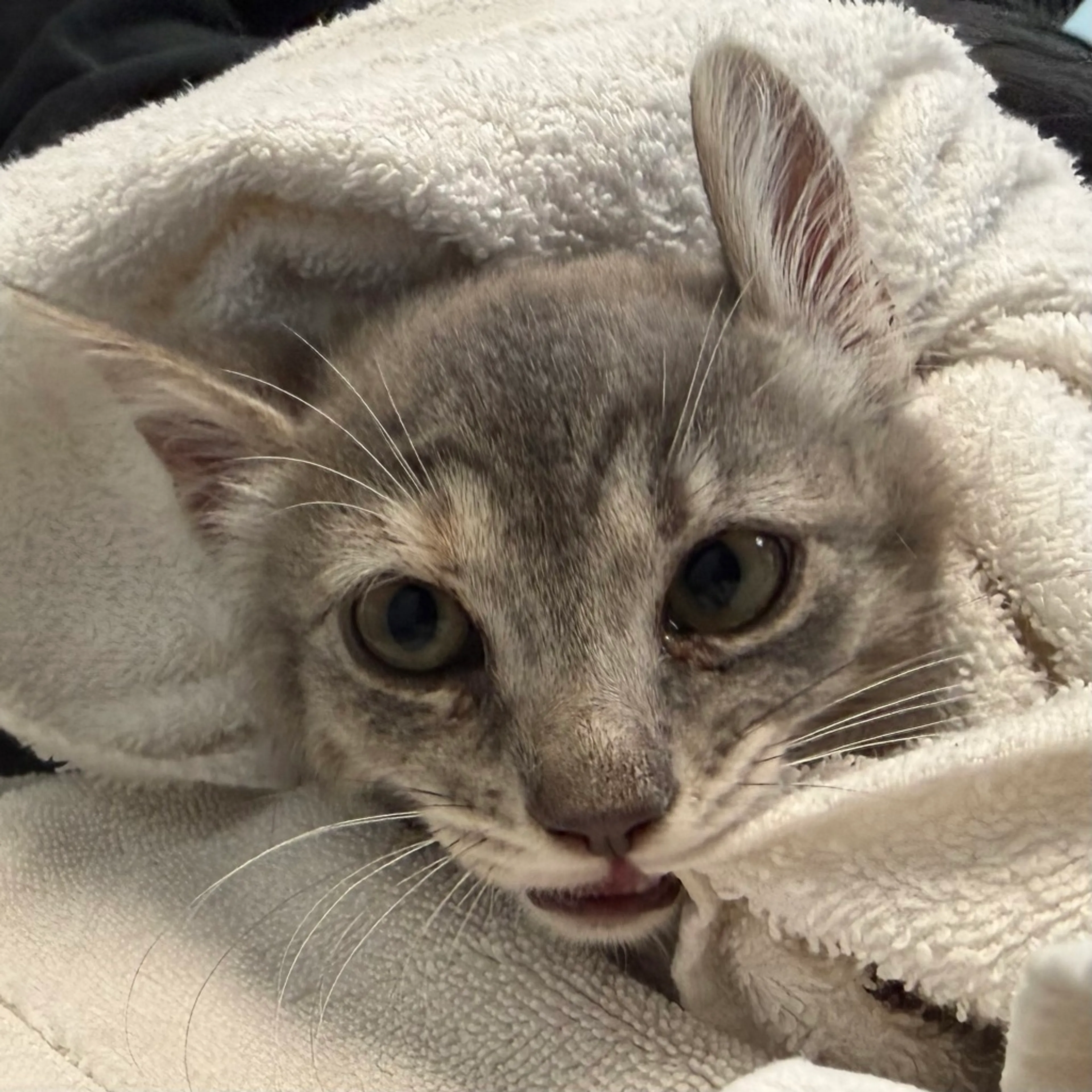 Found pet