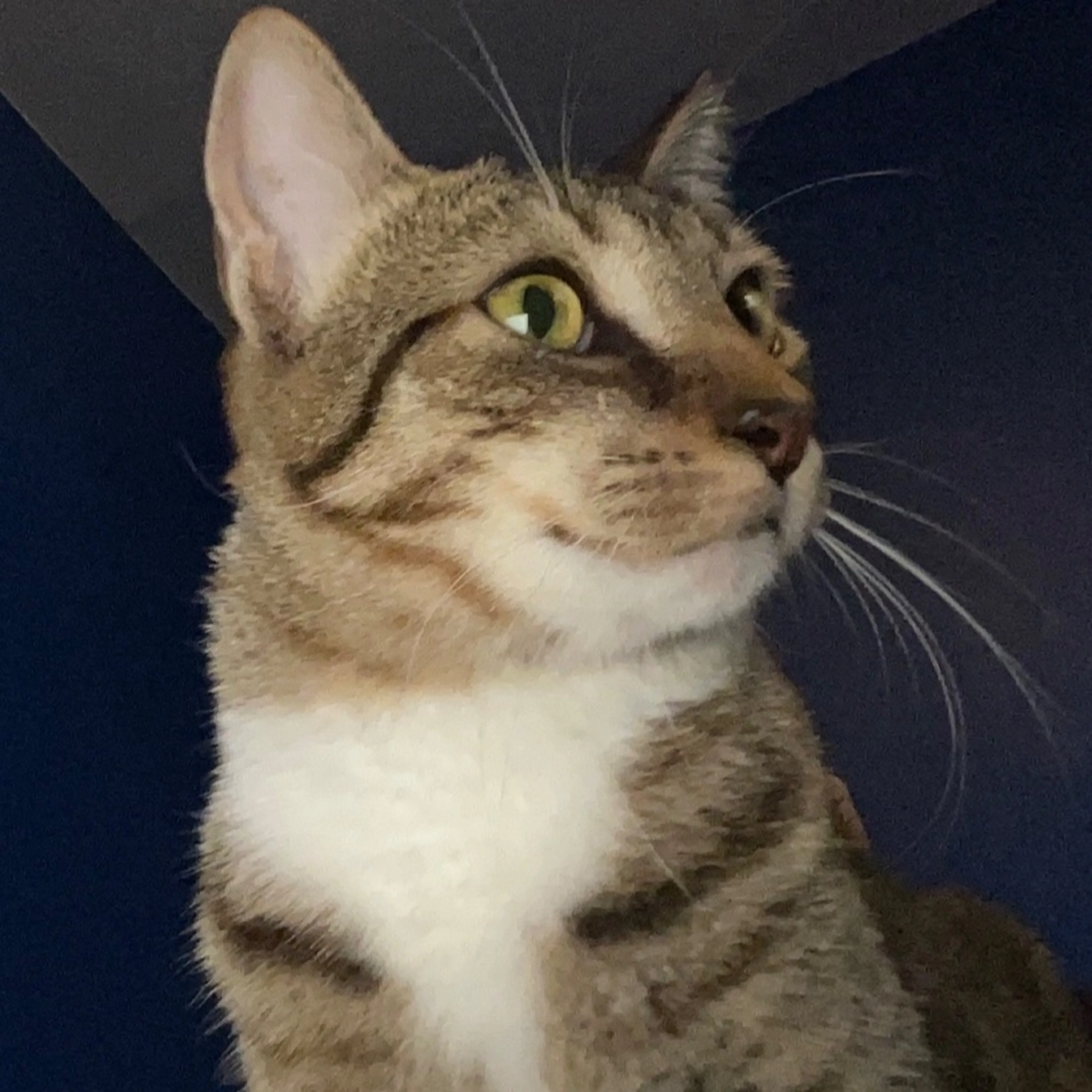 Lost pet