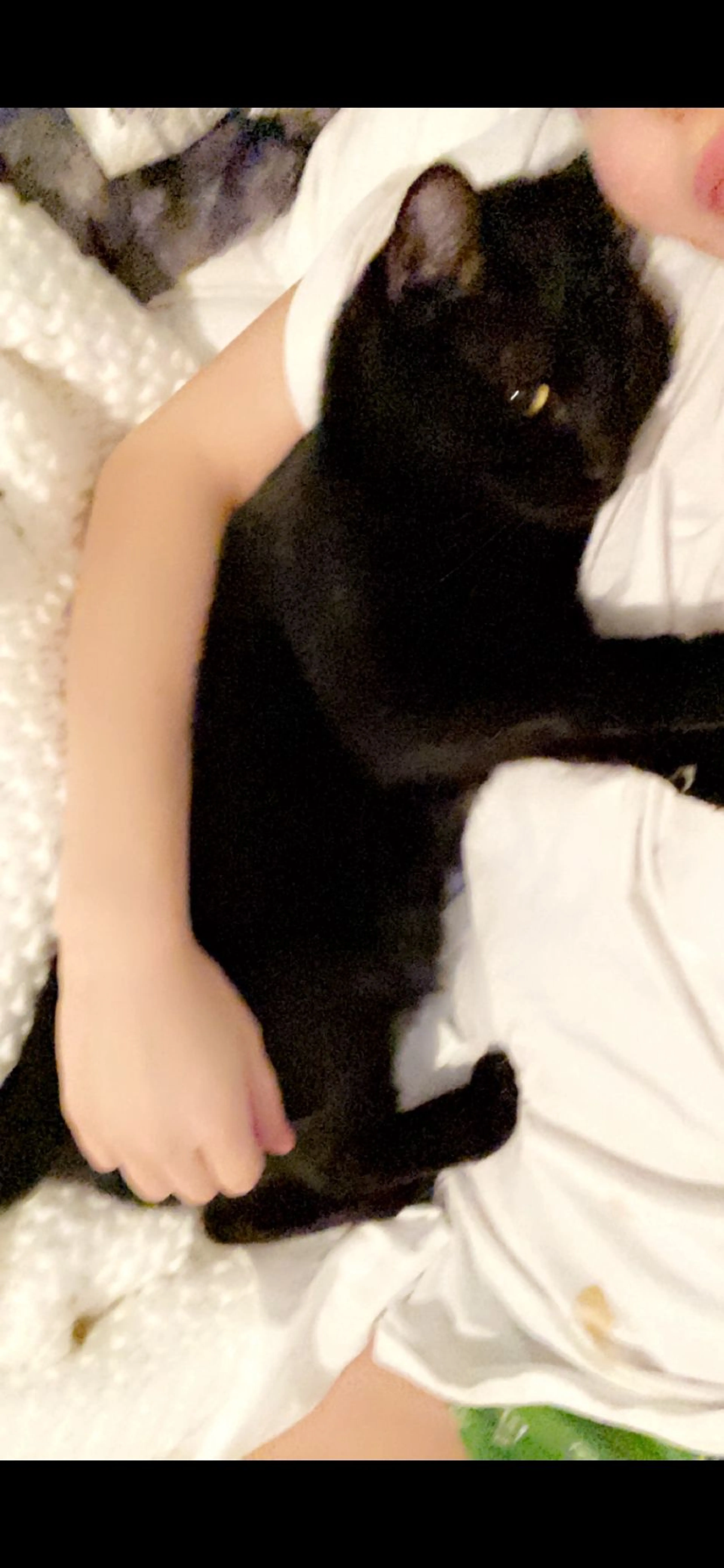 Lost pet-3