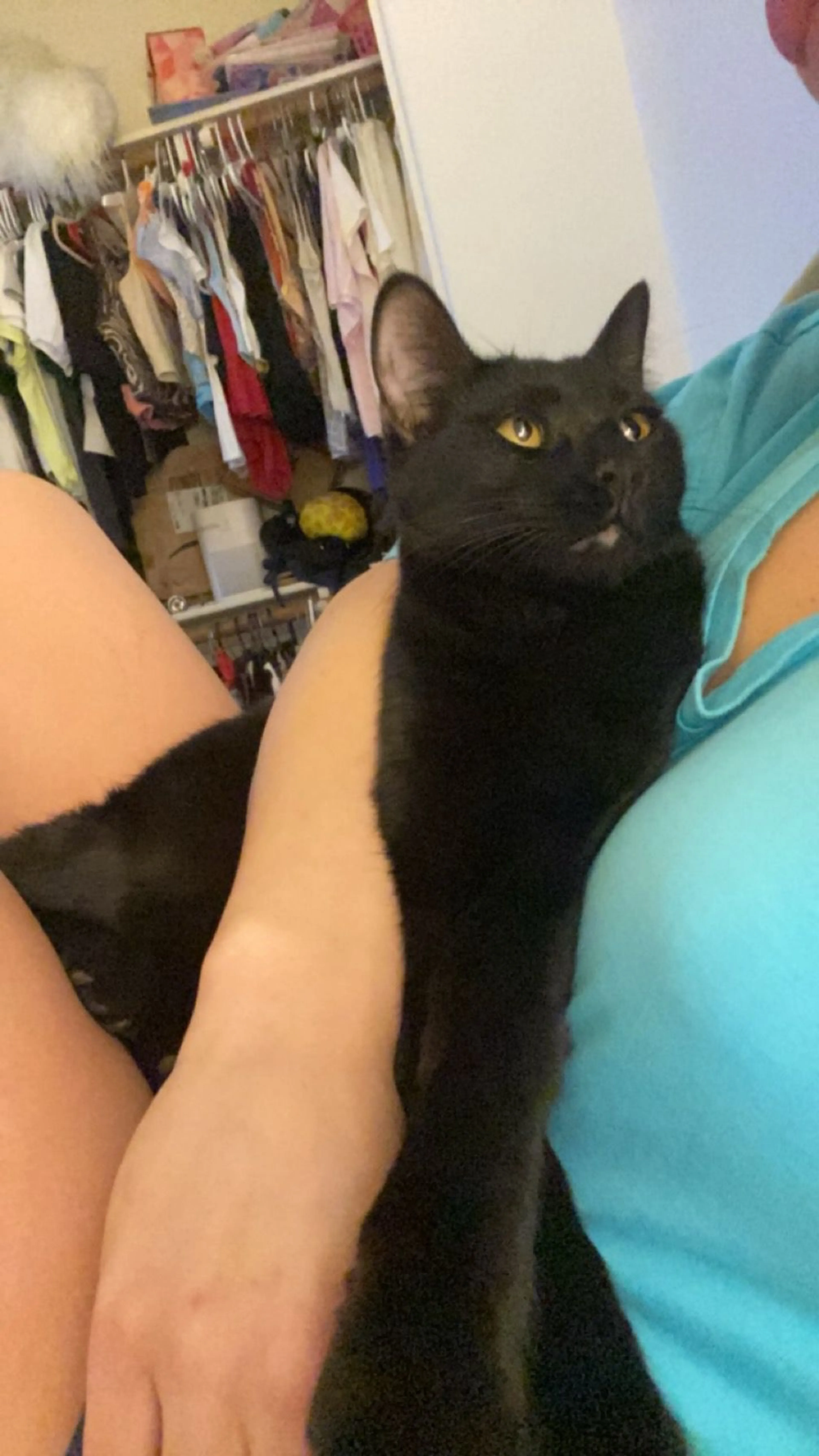 Lost pet-2