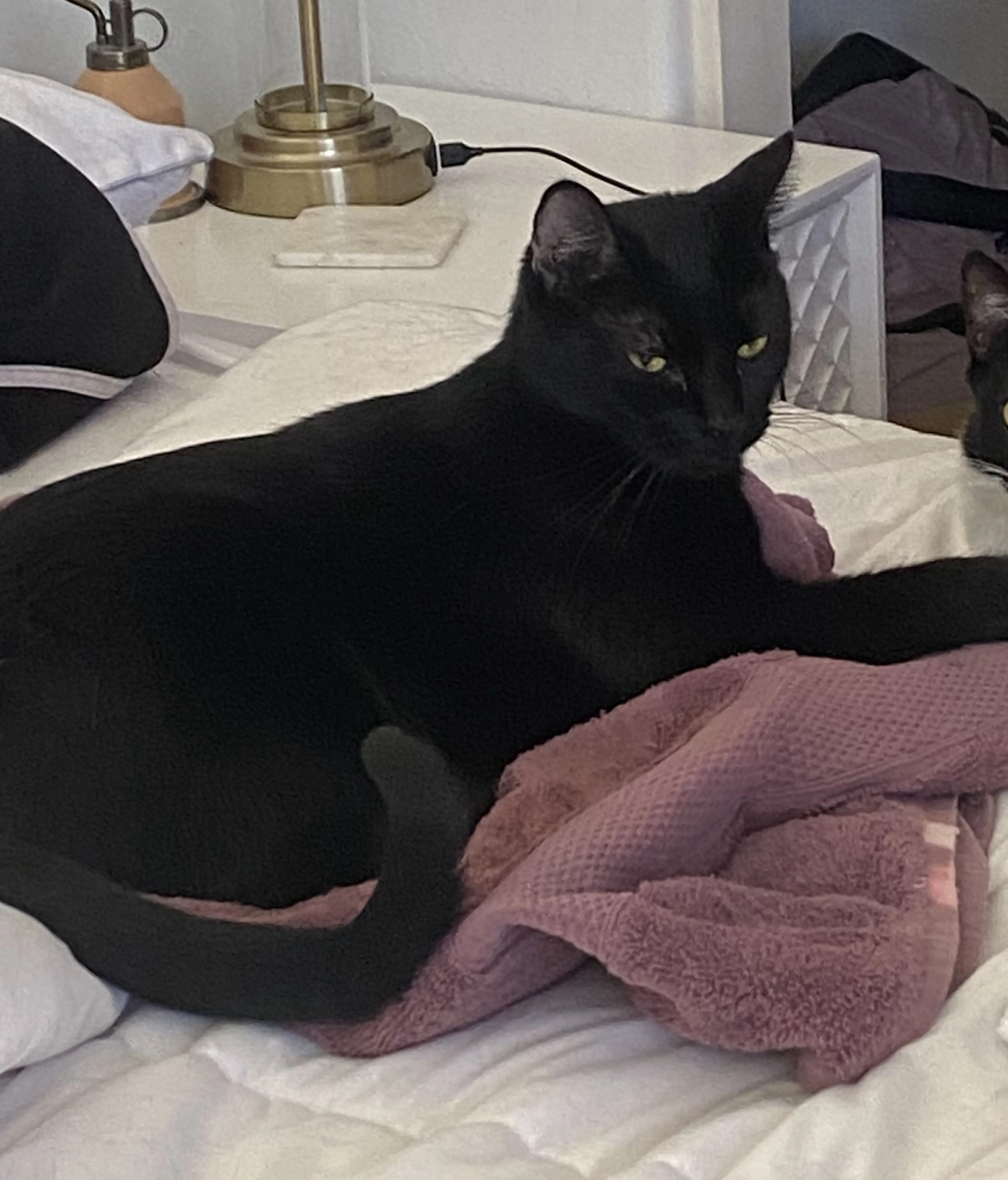 Lost pet-1