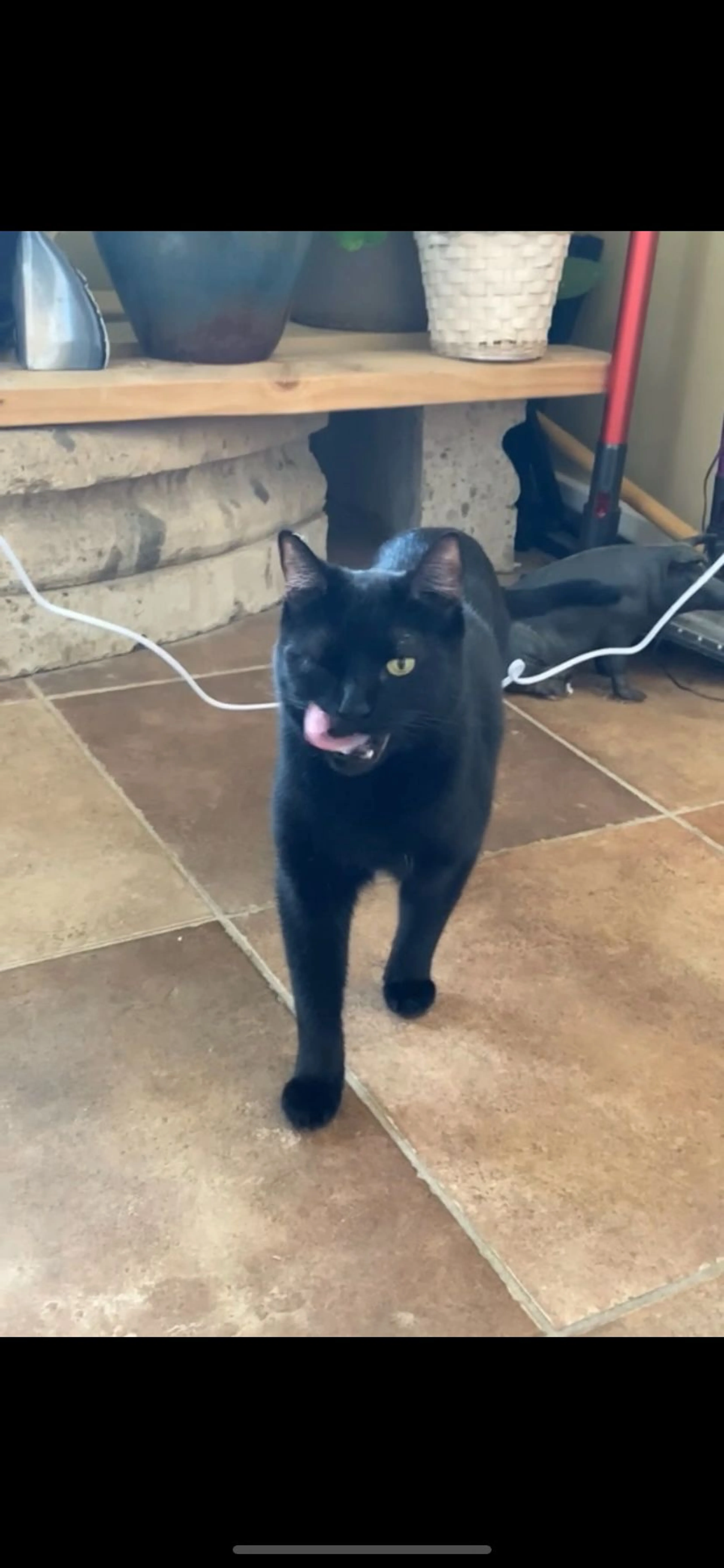 Lost pet-4