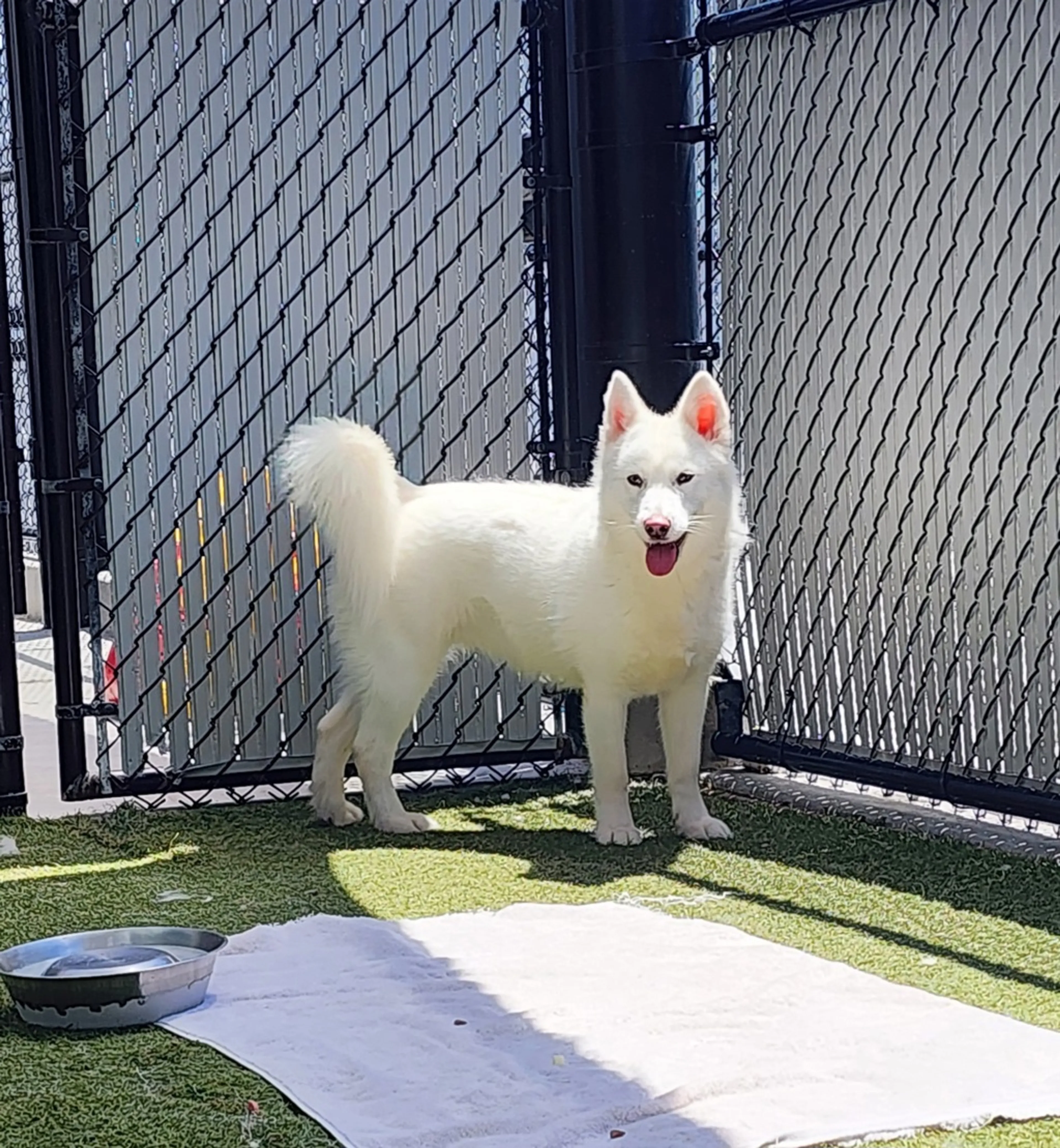 Found pet-1