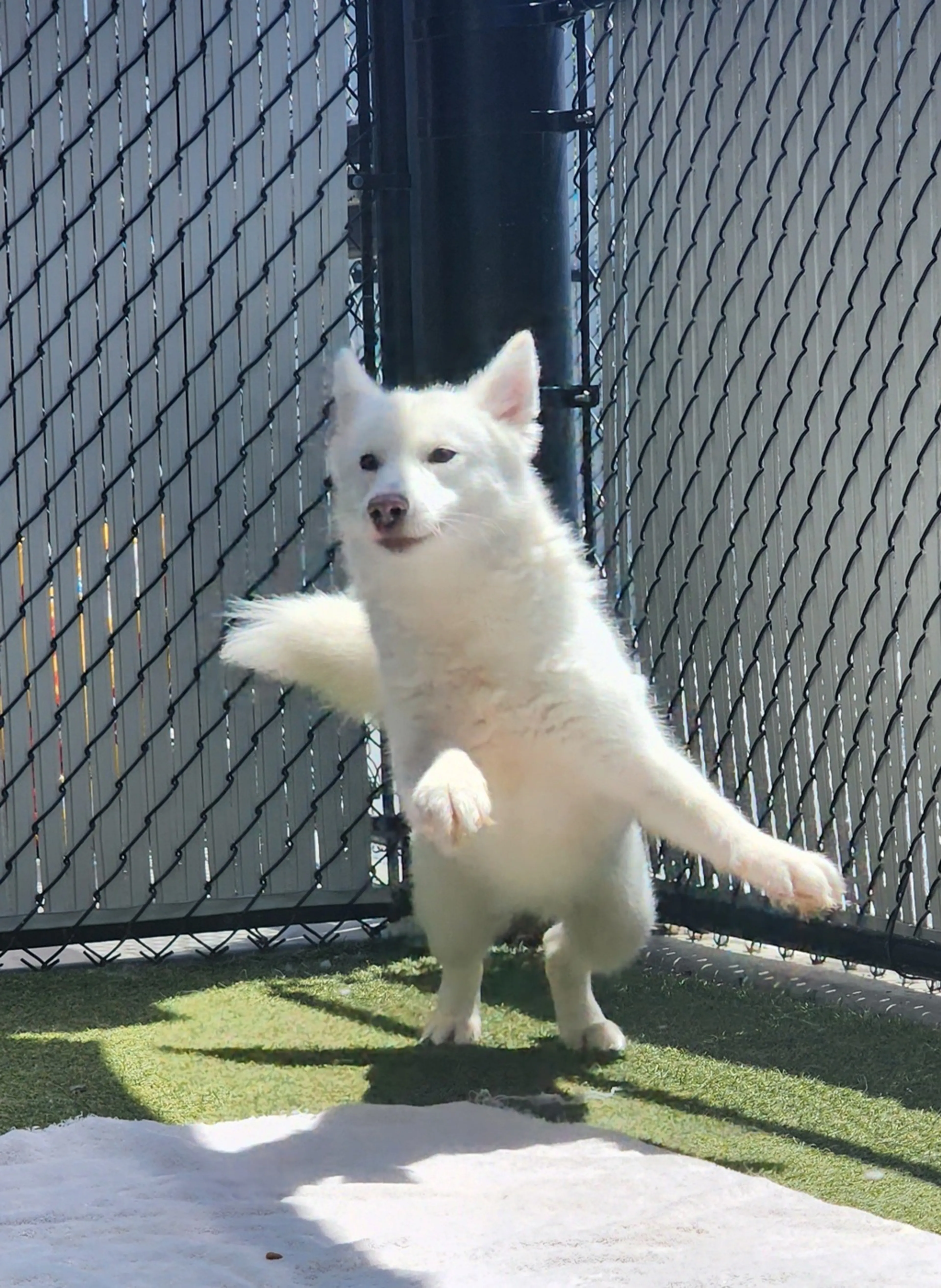Found pet-2