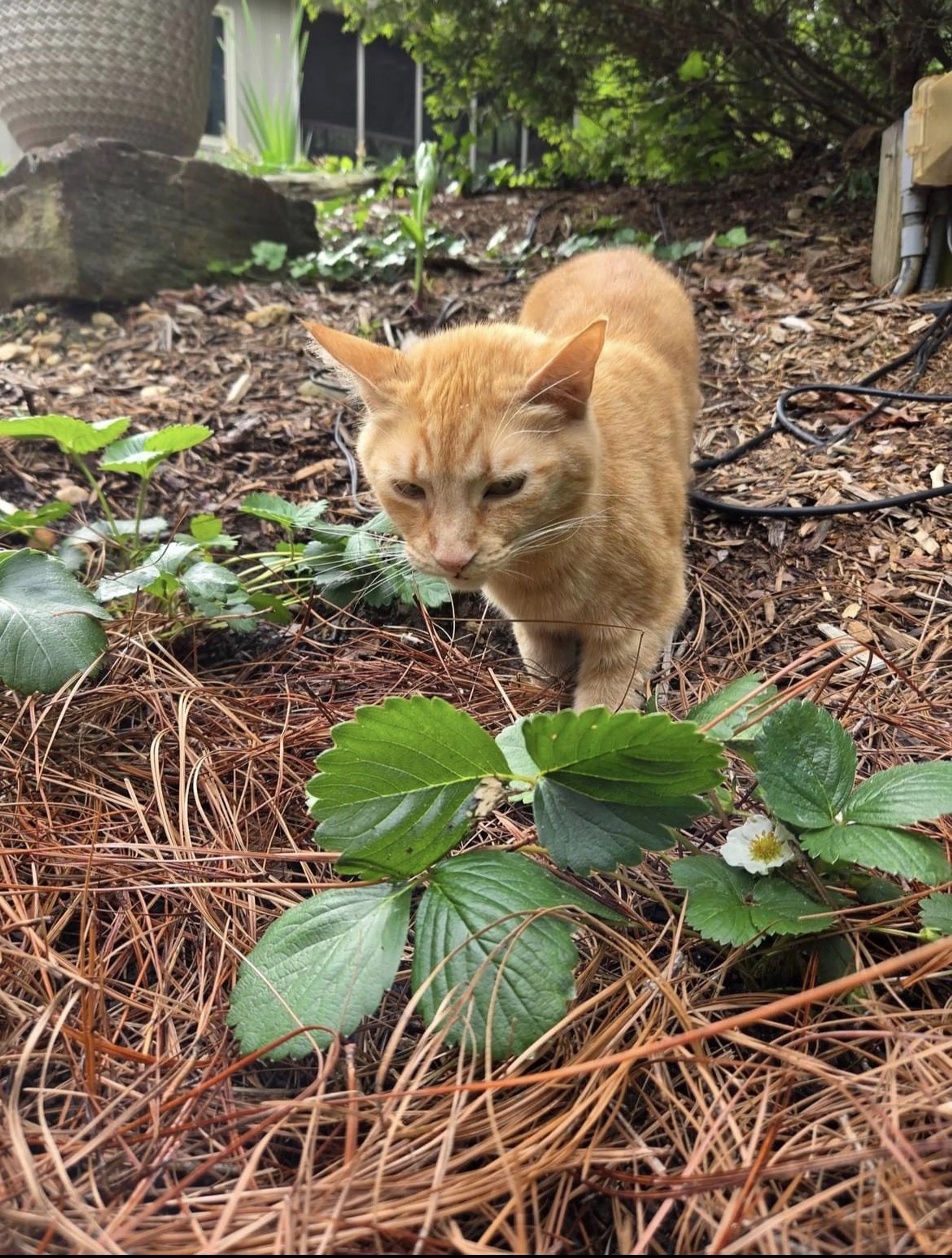 Lost pet-1