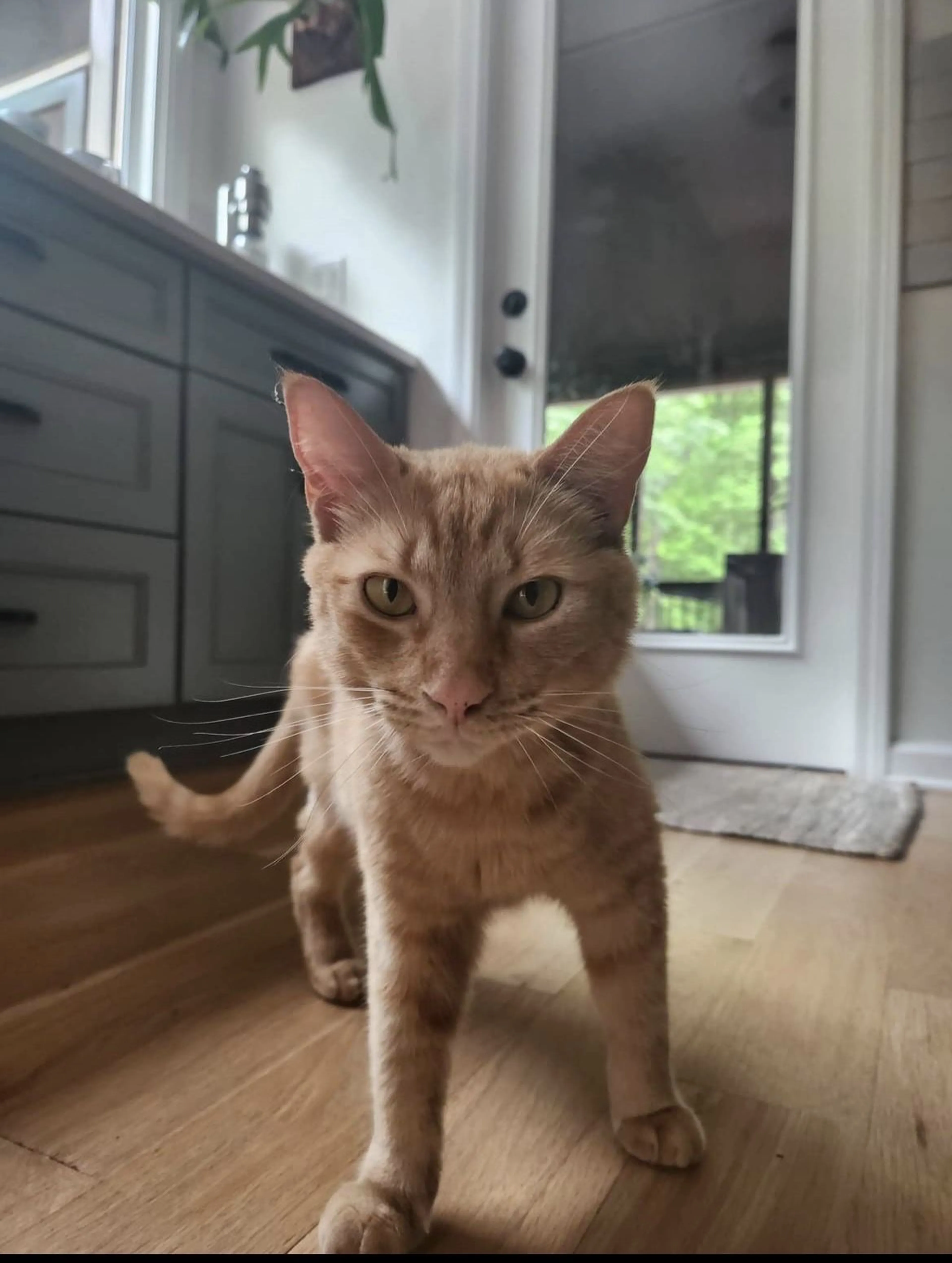 Lost pet-0