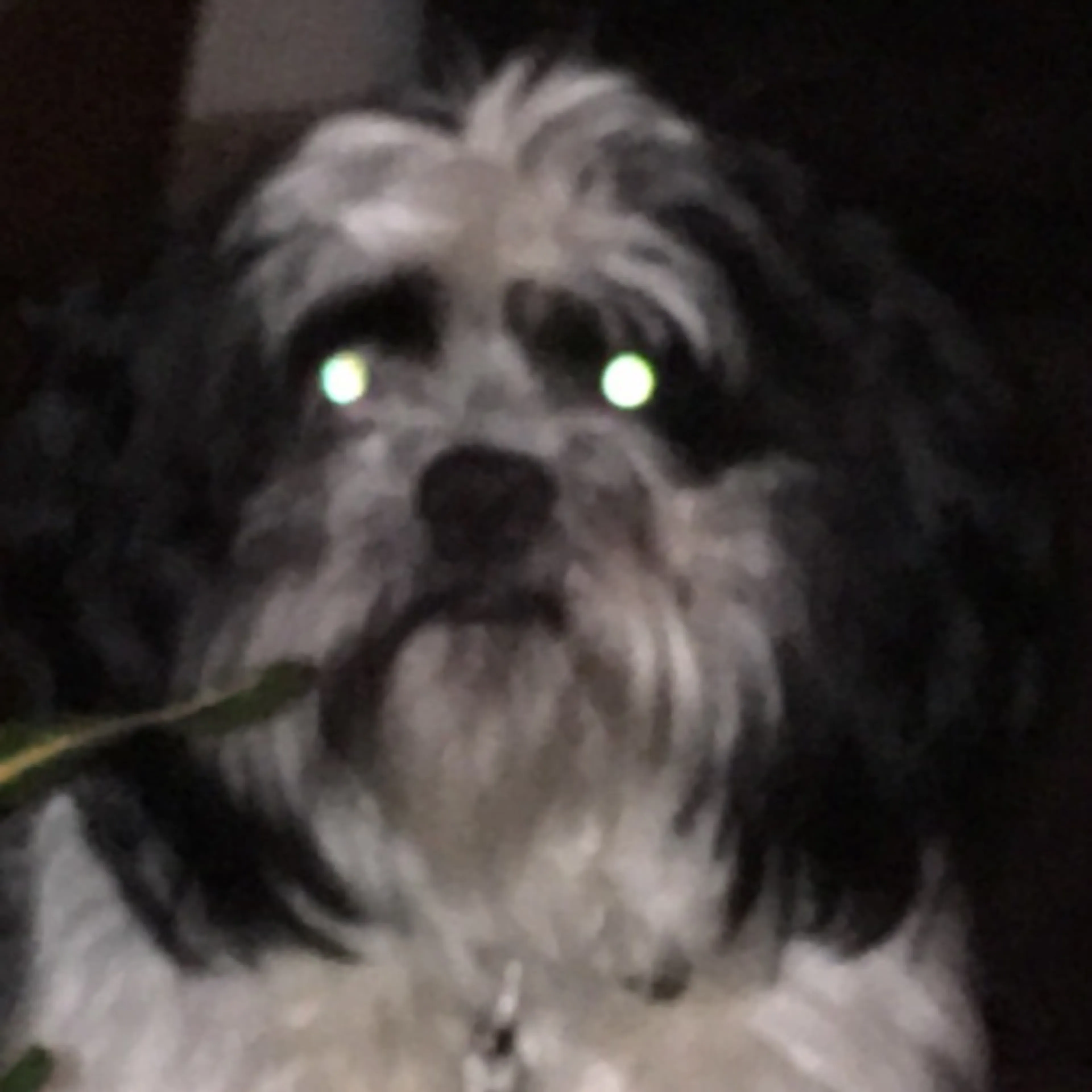 Lost pet-0