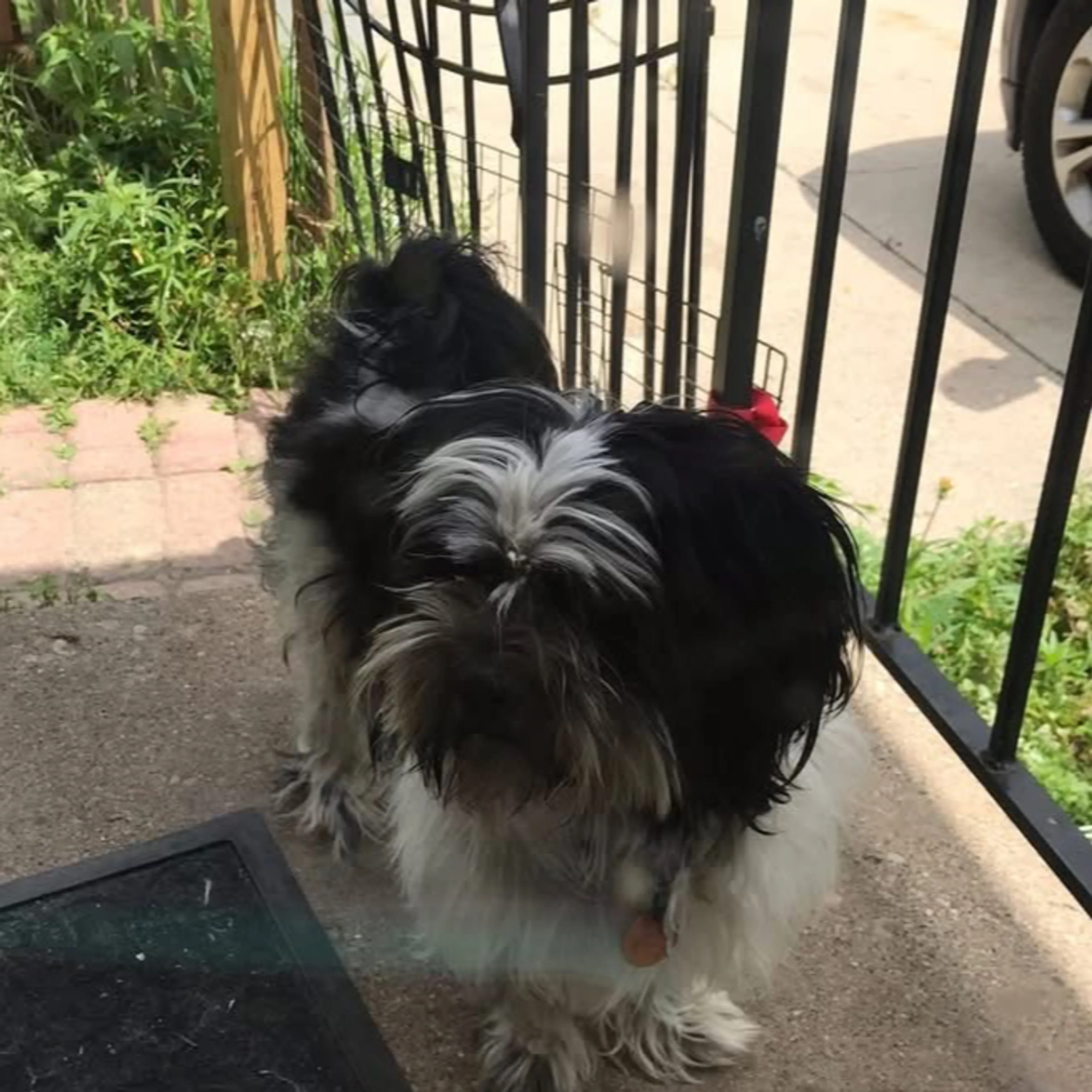 Lost pet-1