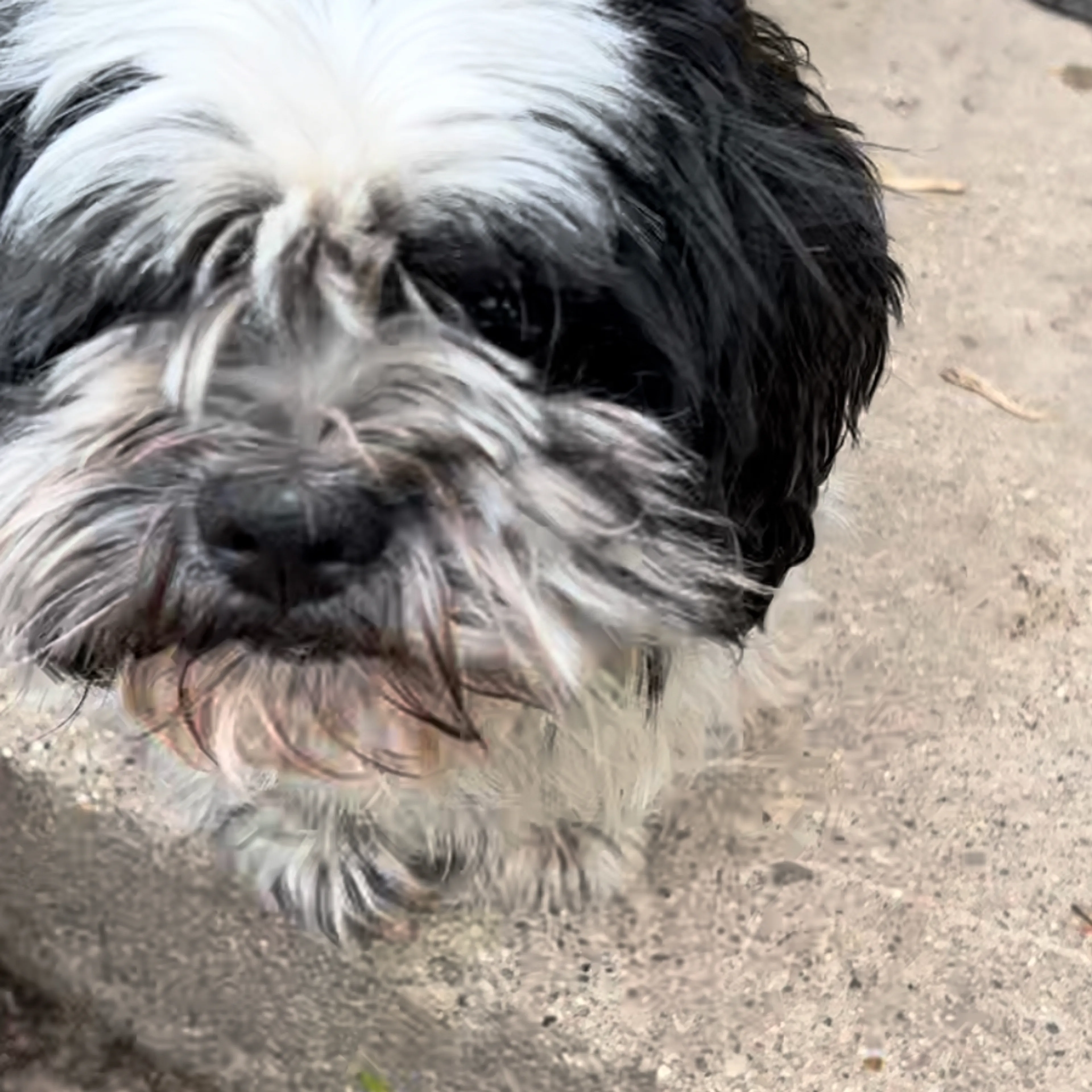 Lost pet-2