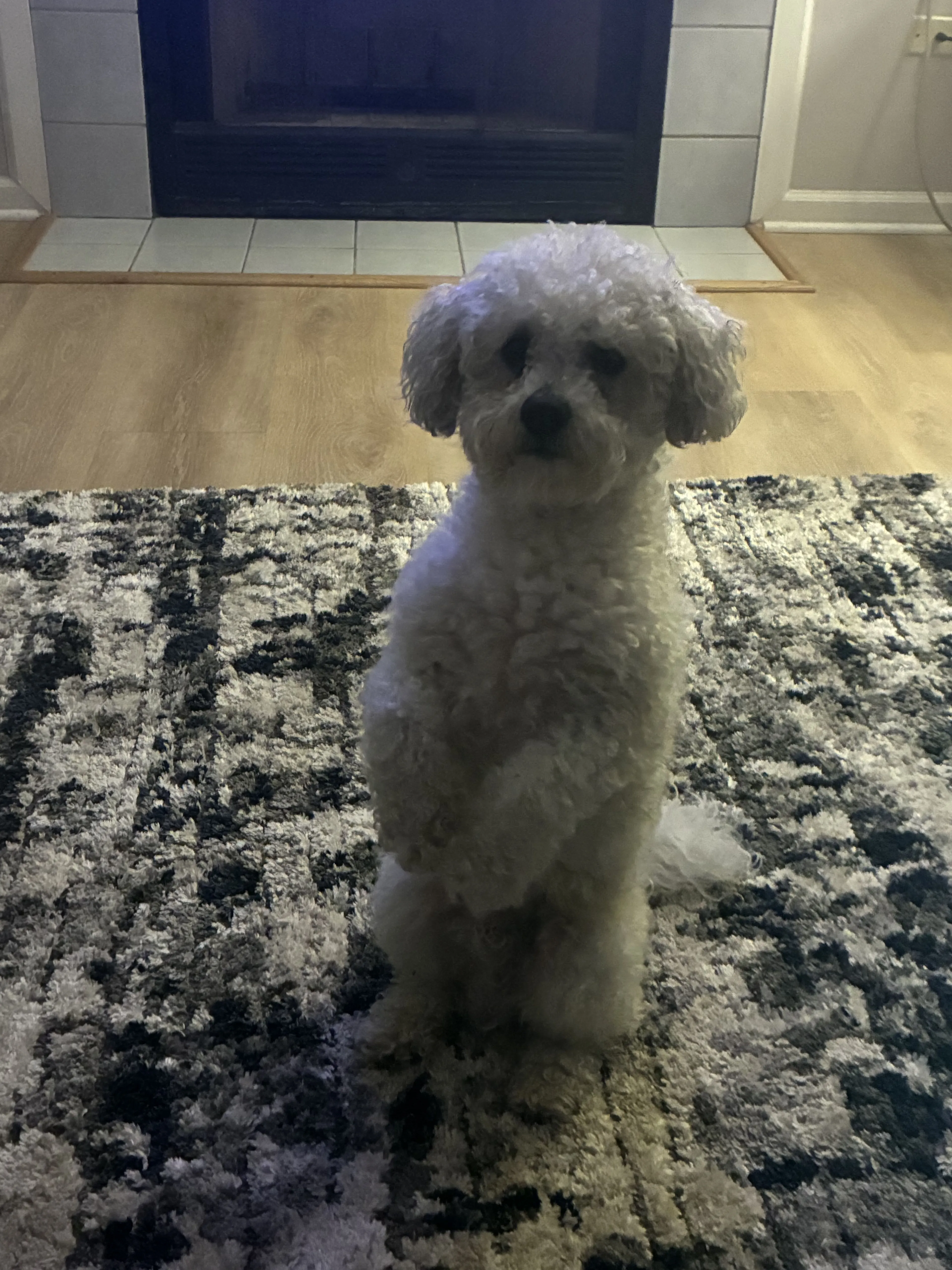 Lost pet