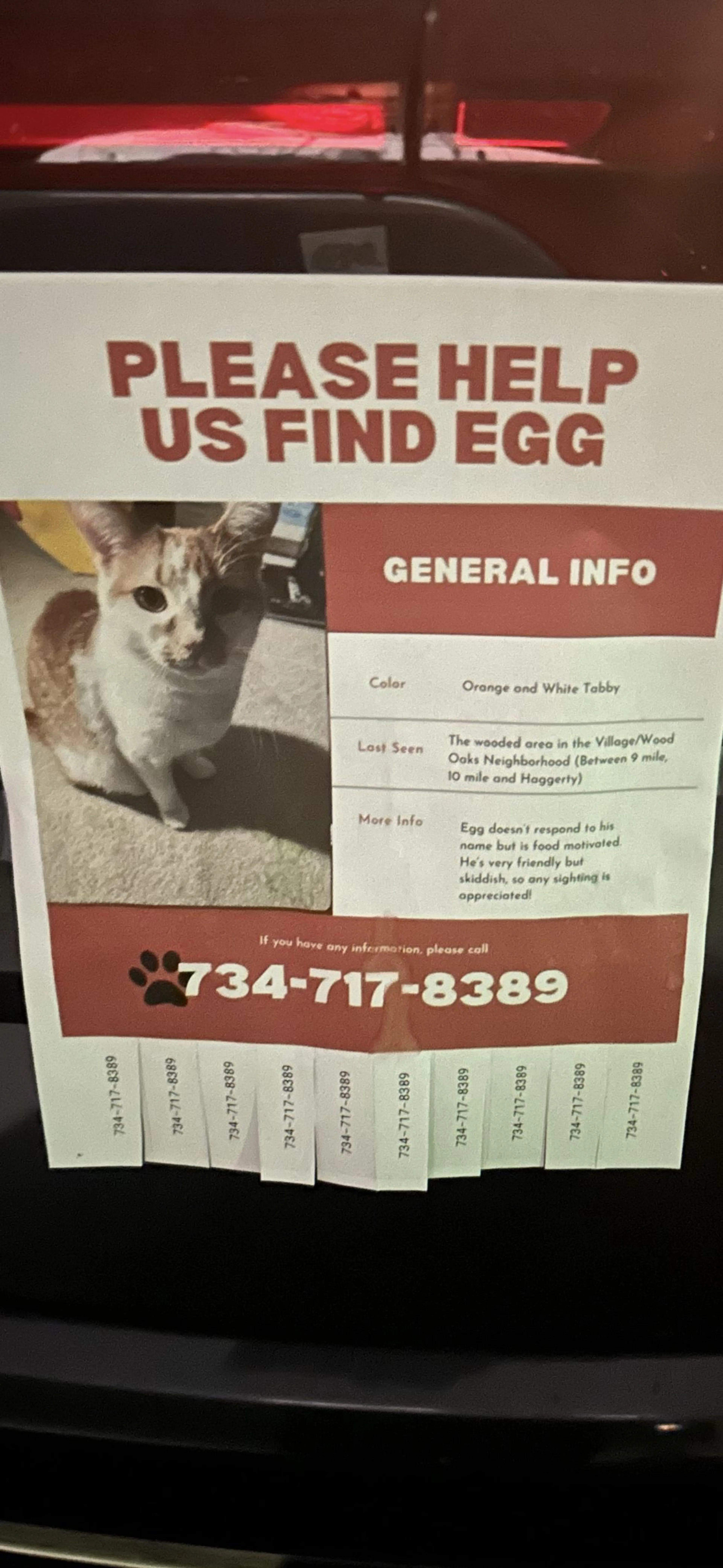Lost pet