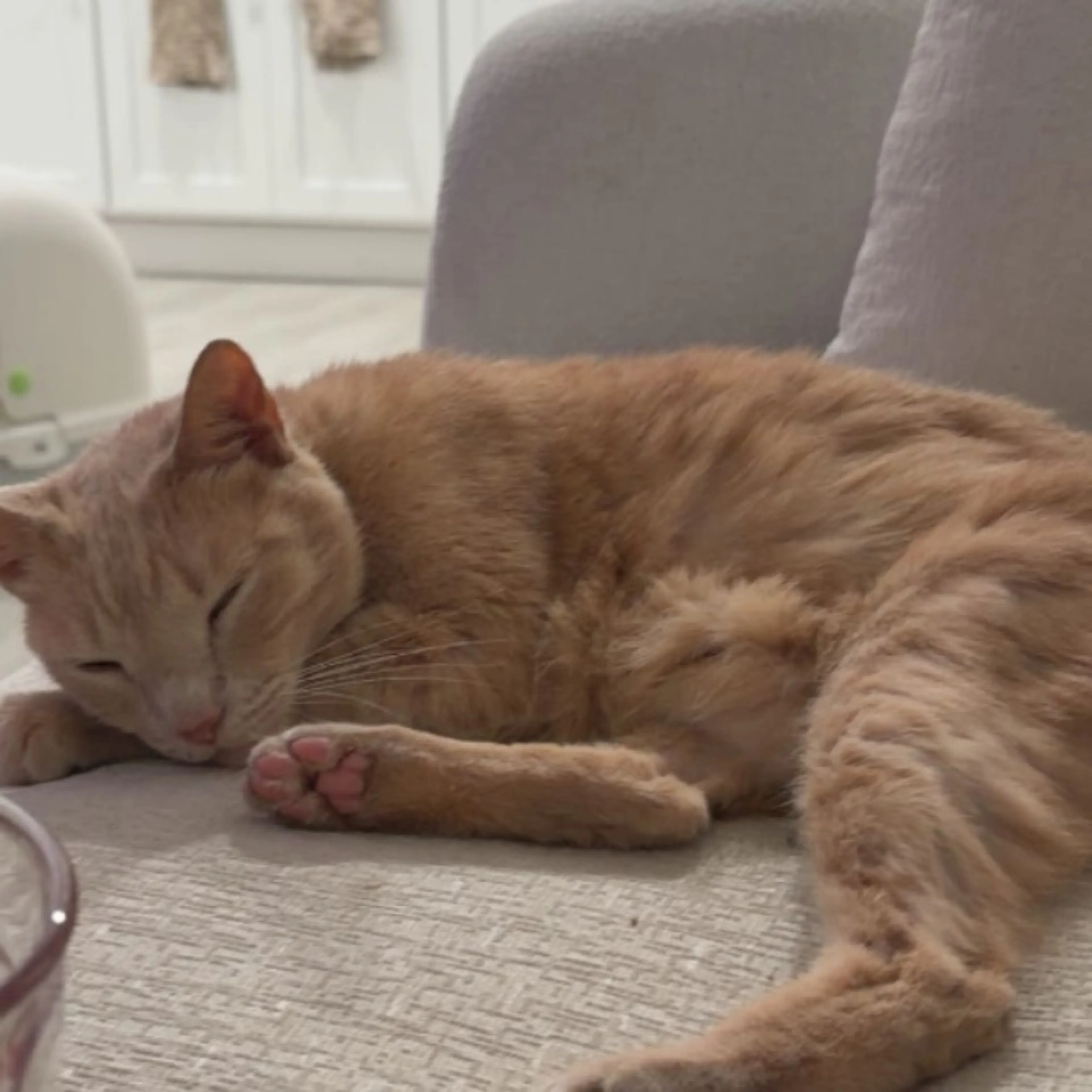 Lost pet