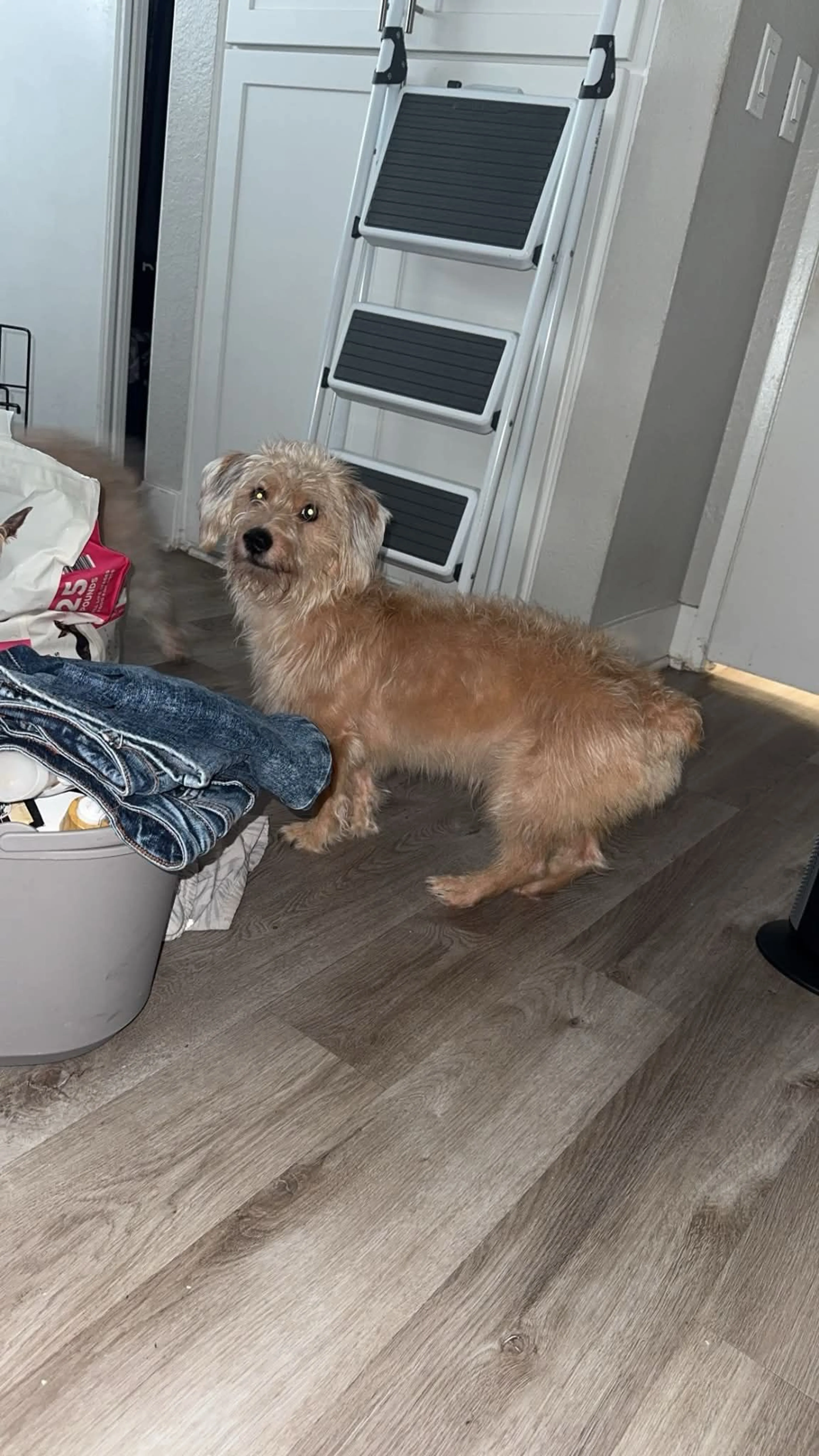 Lost pet-0