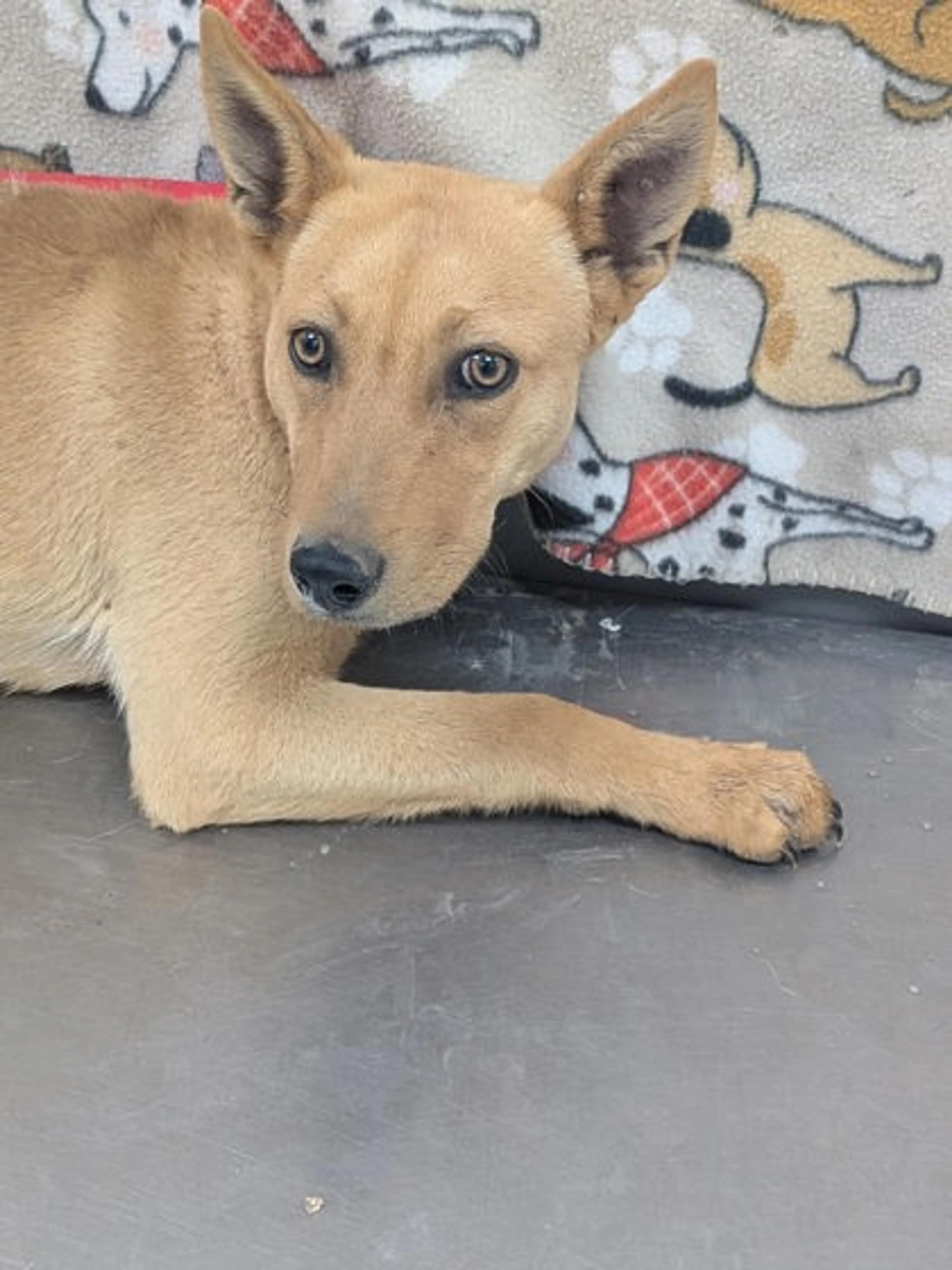 Found pet