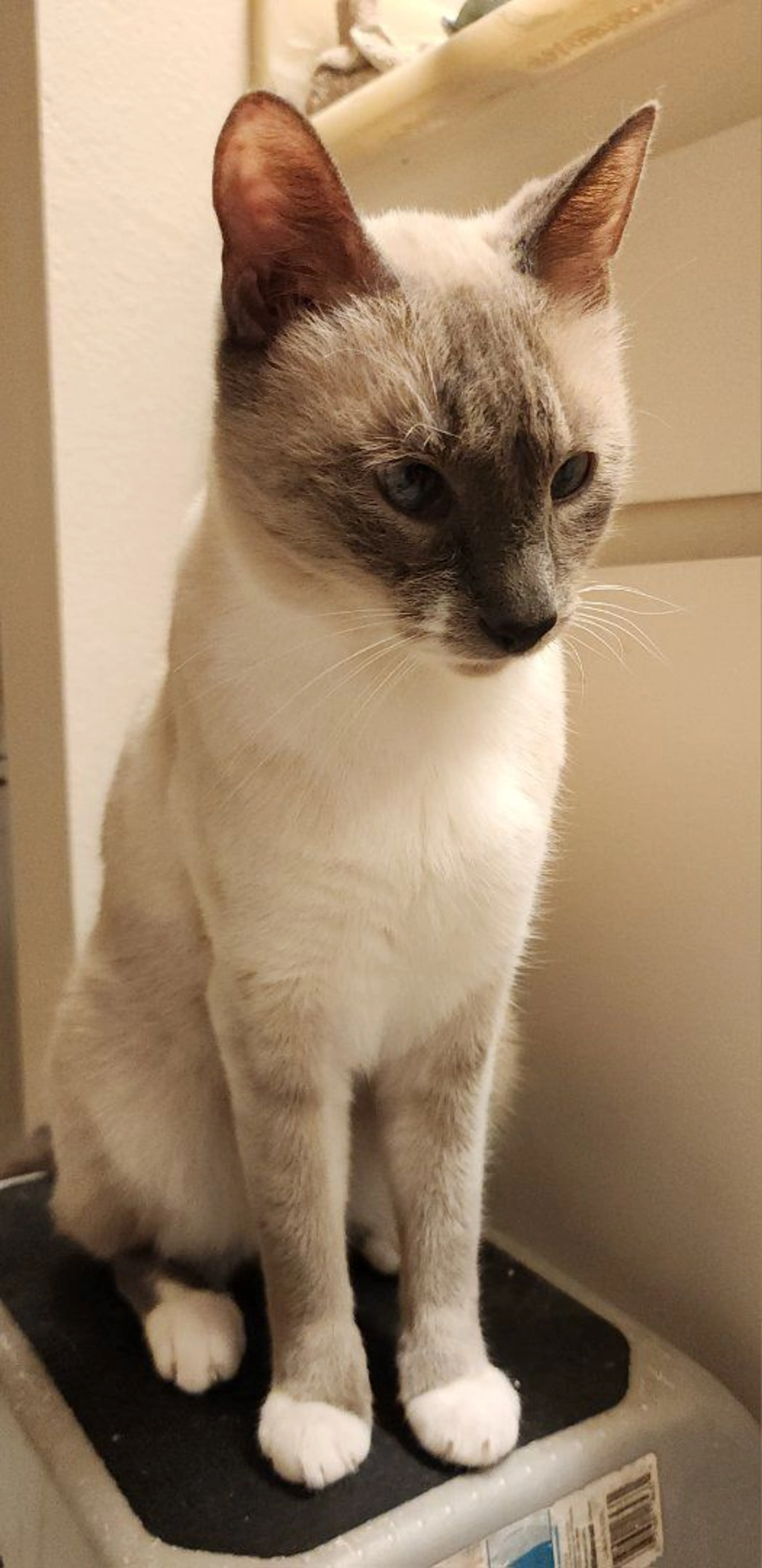 Lost pet-1