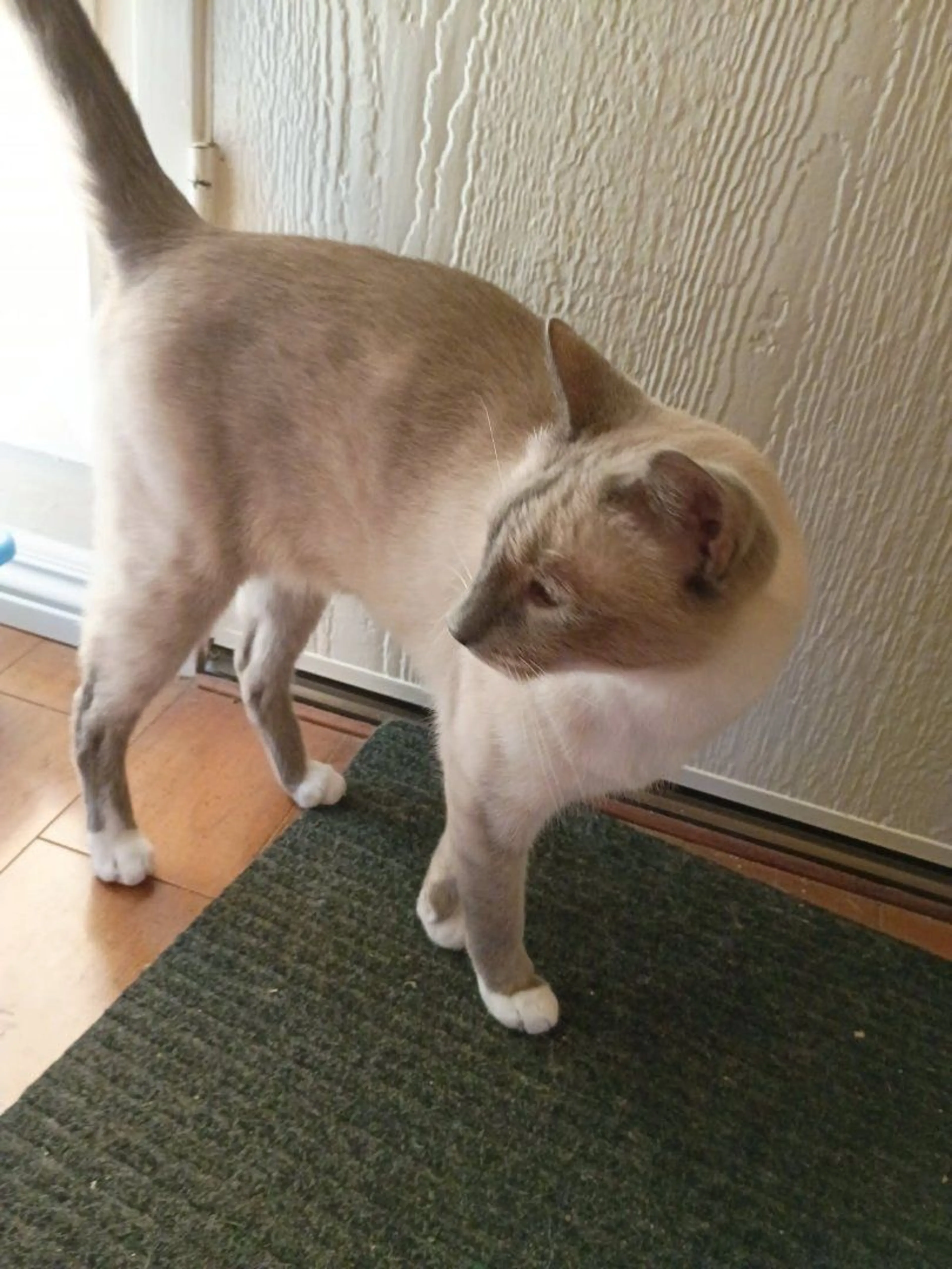 Lost pet-0