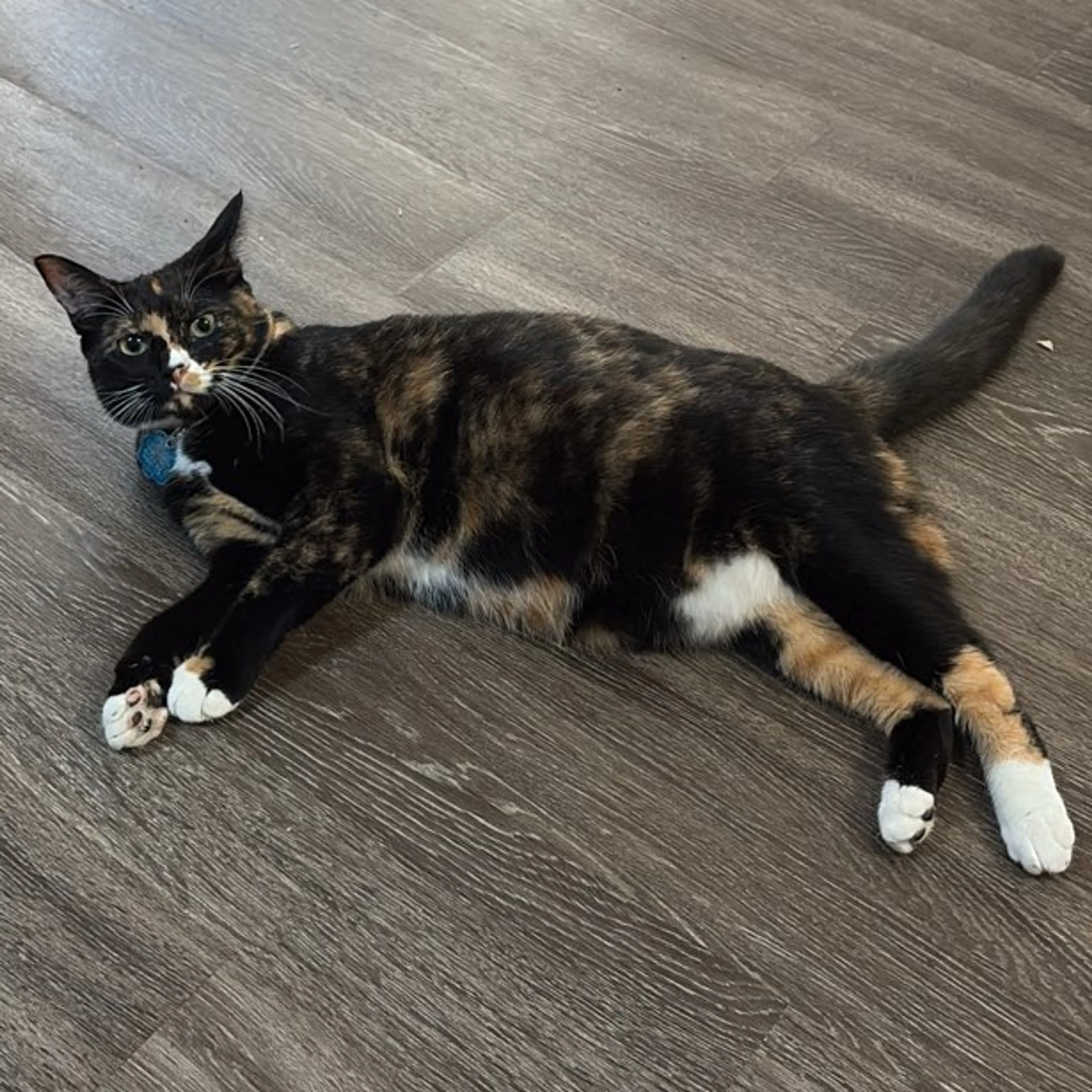 Lost pet-1