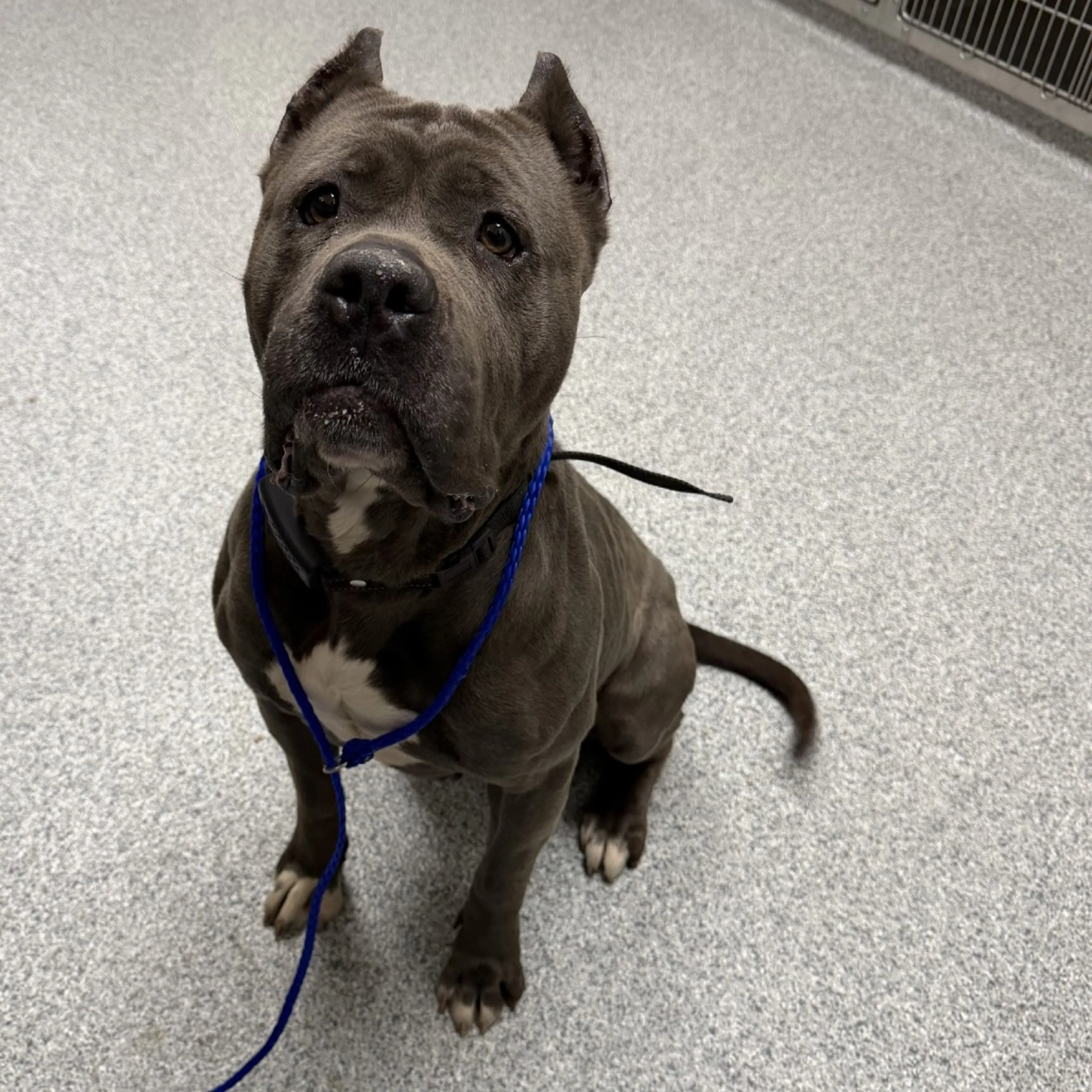 Found pet
