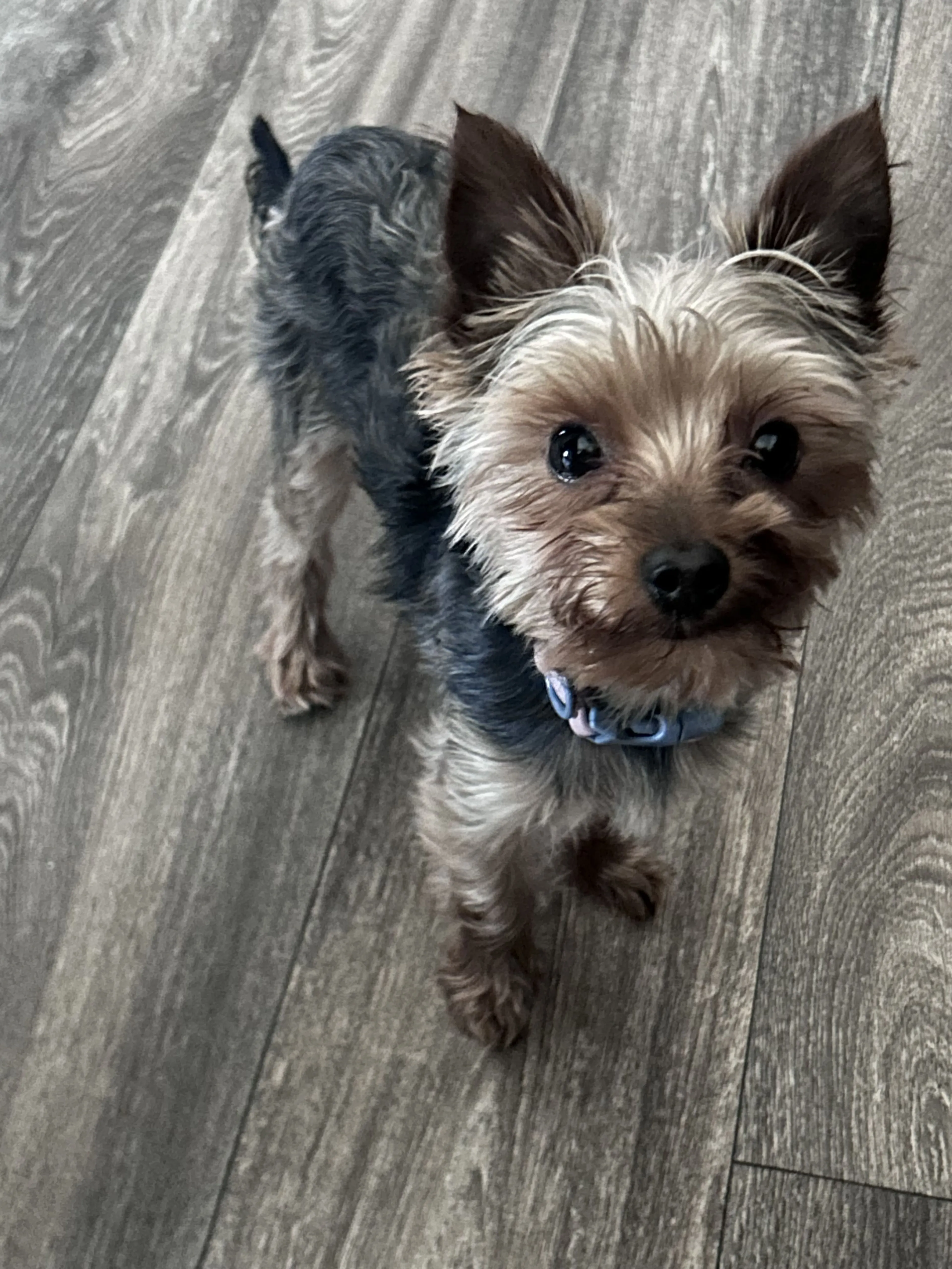 Lost pet