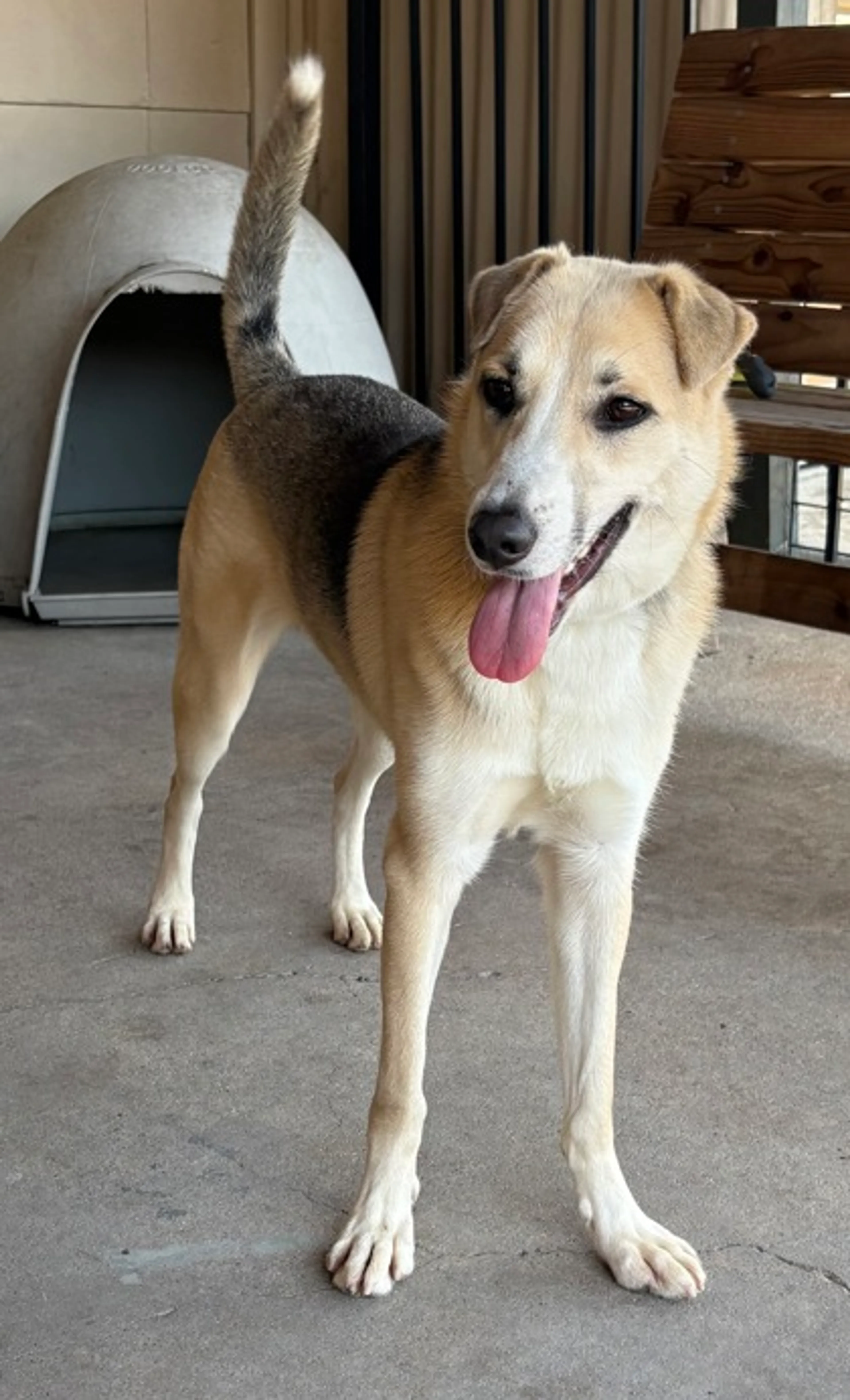 Found pet-2