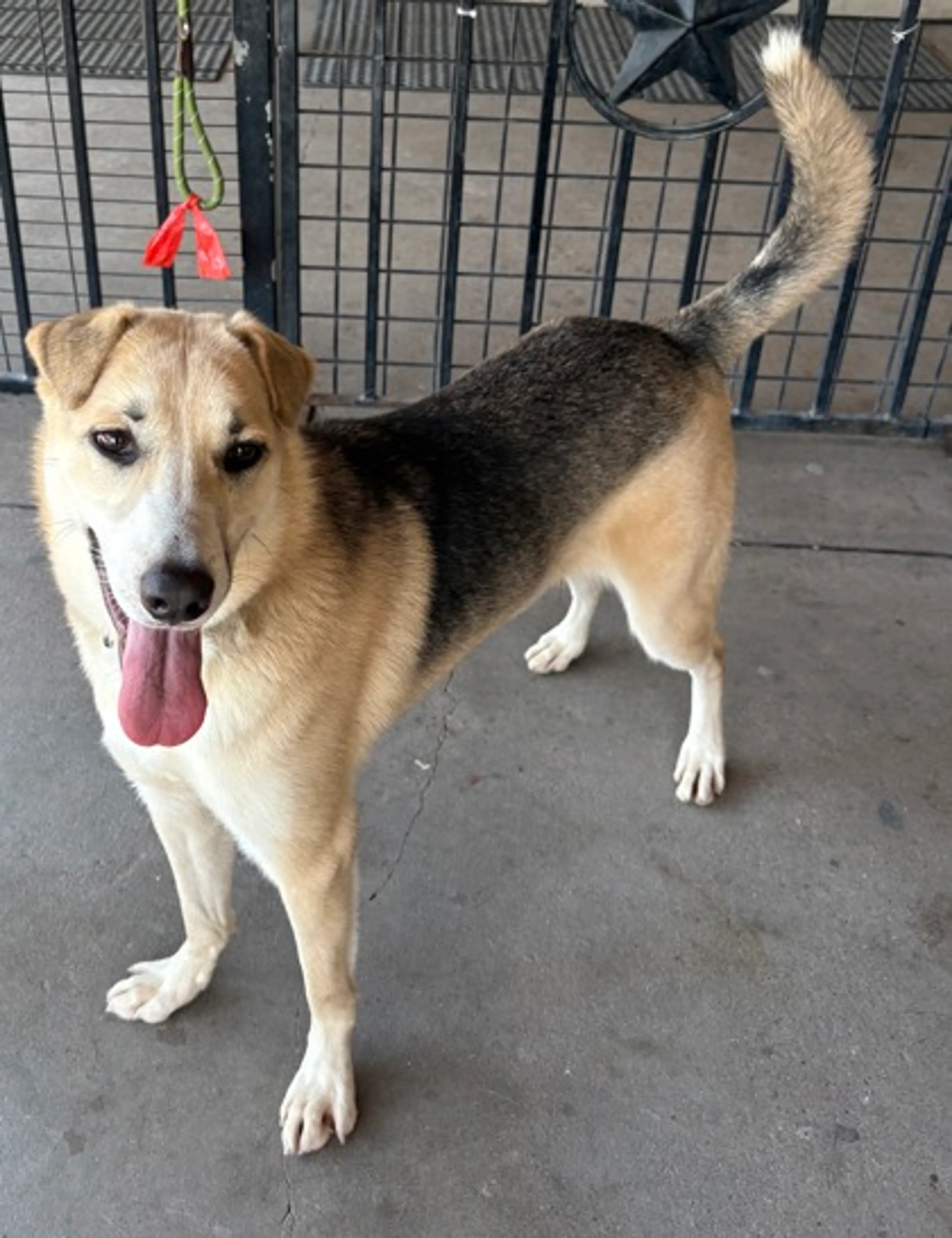 Found pet-1