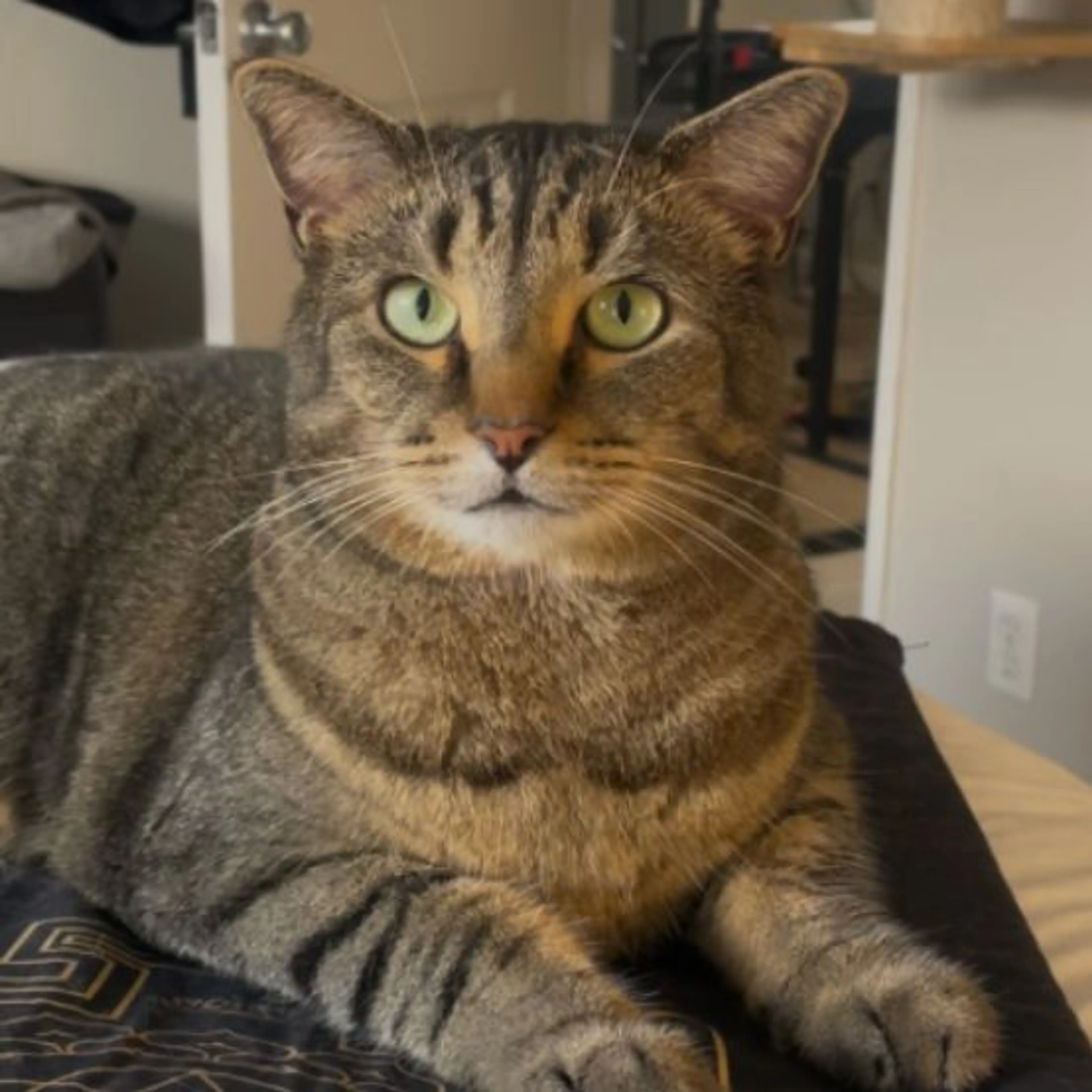Lost pet