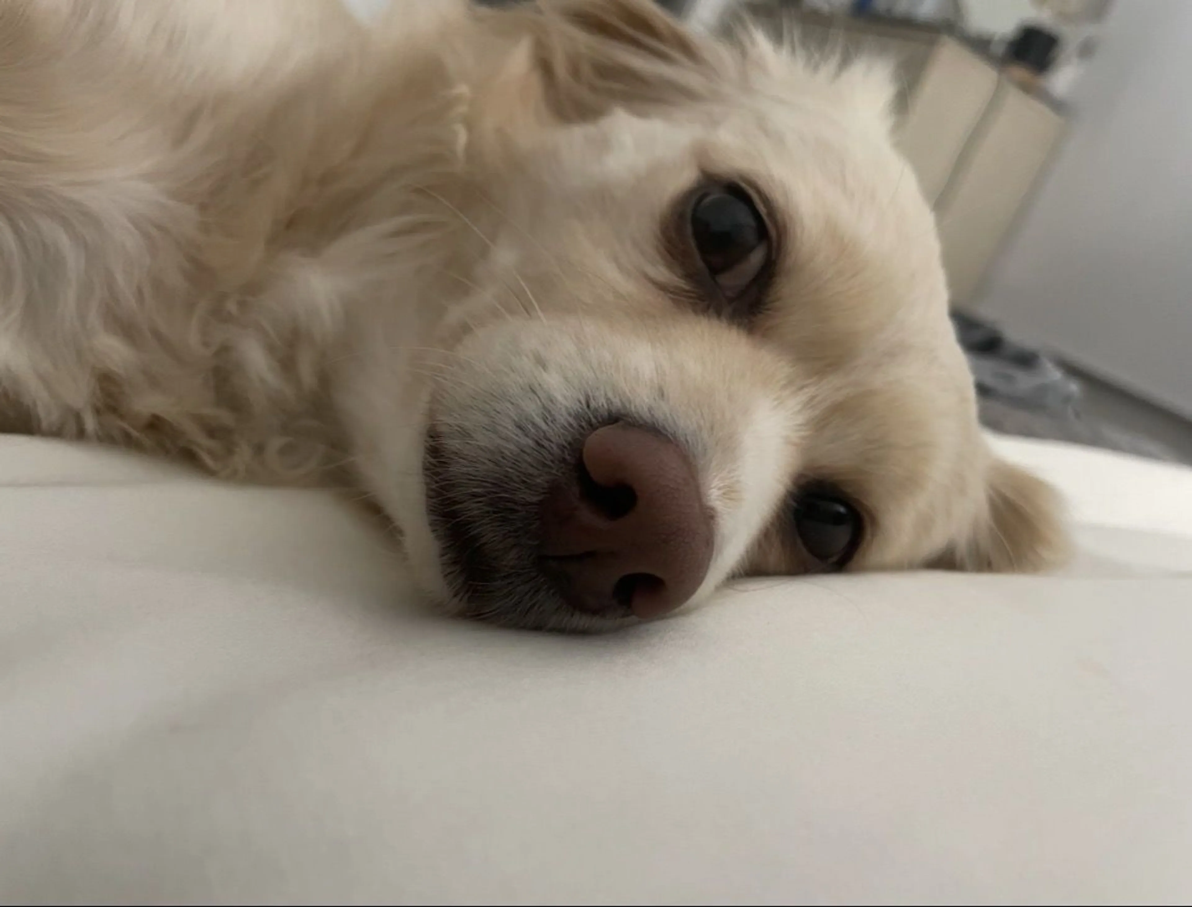 Lost pet-0