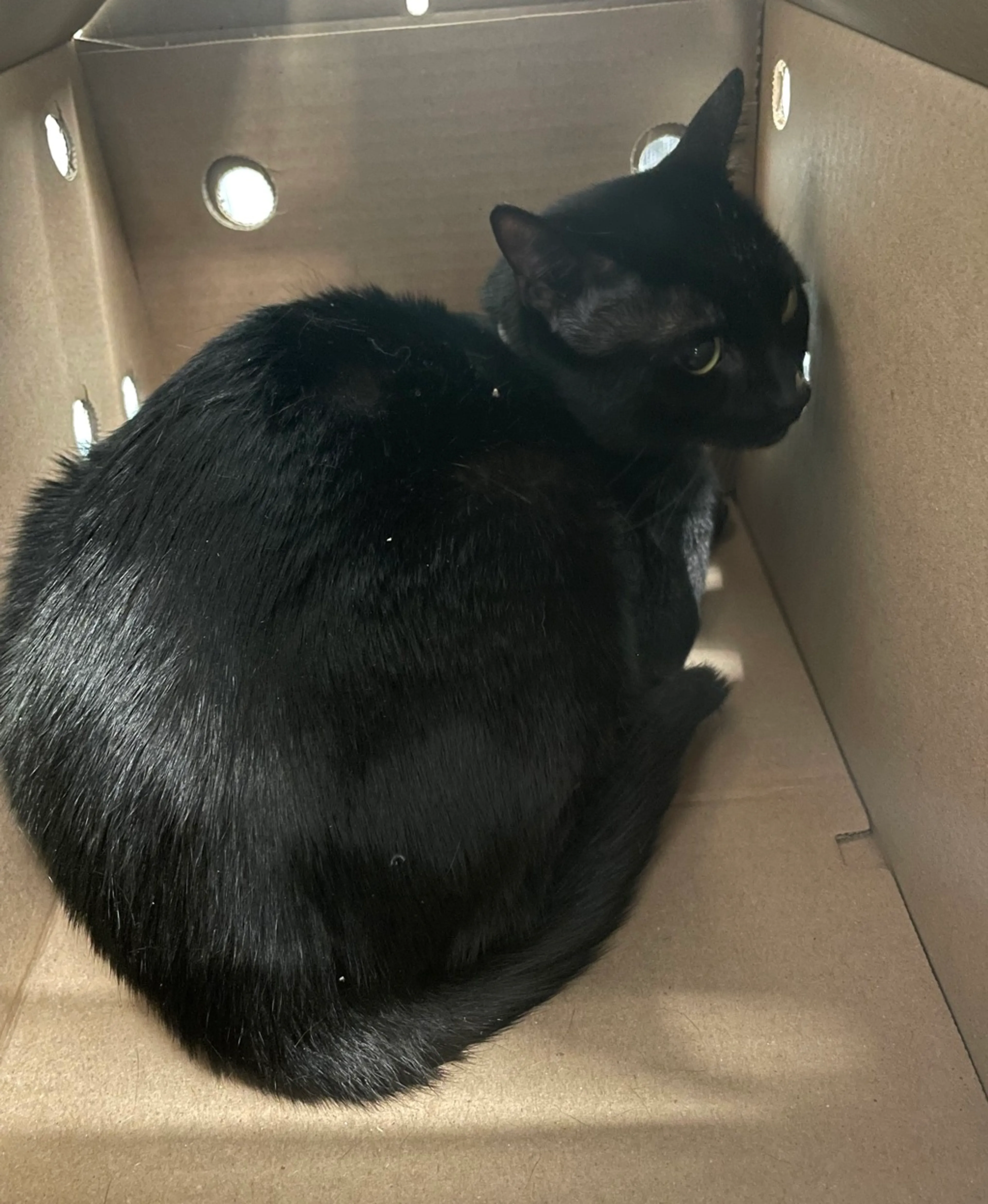 Found pet