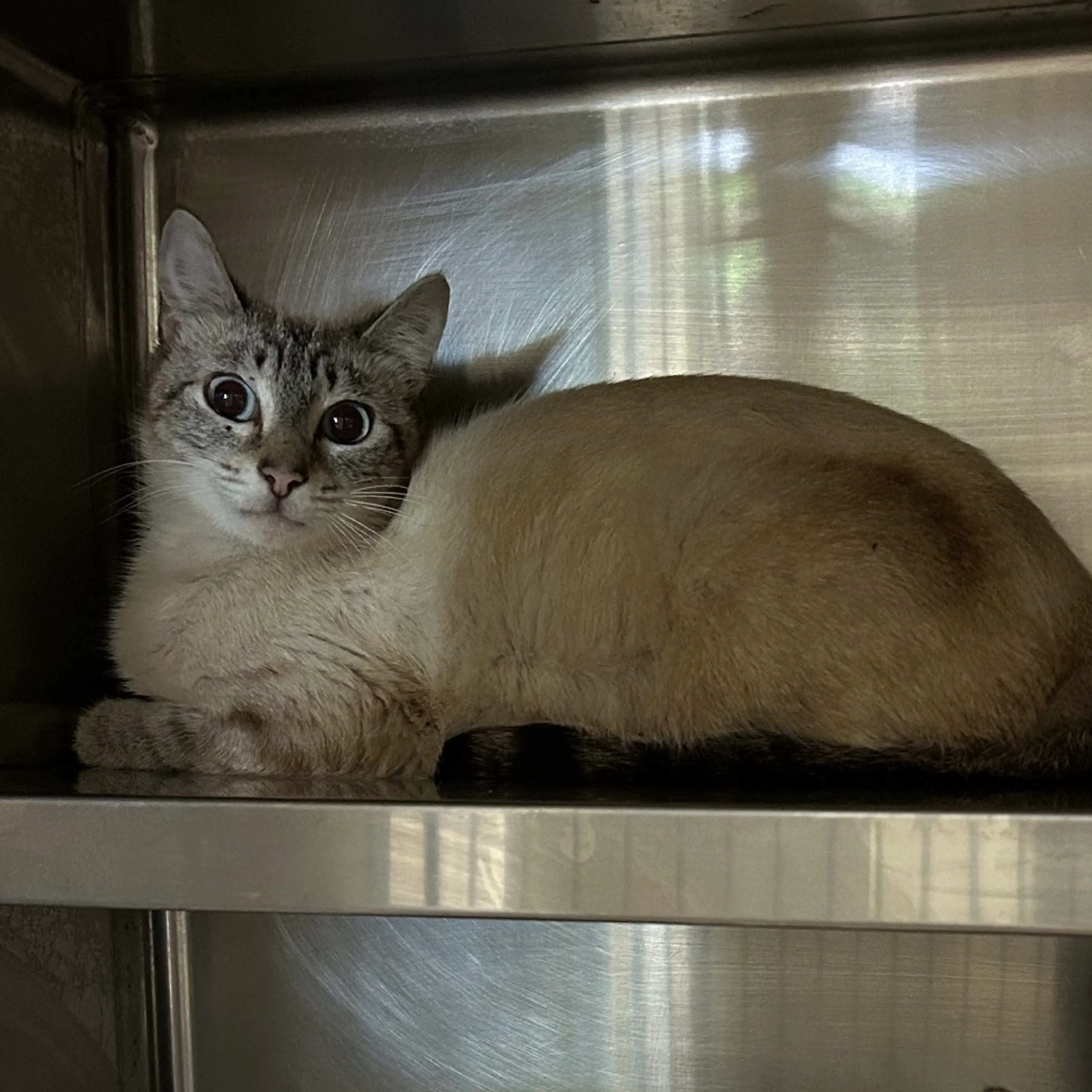 Found pet