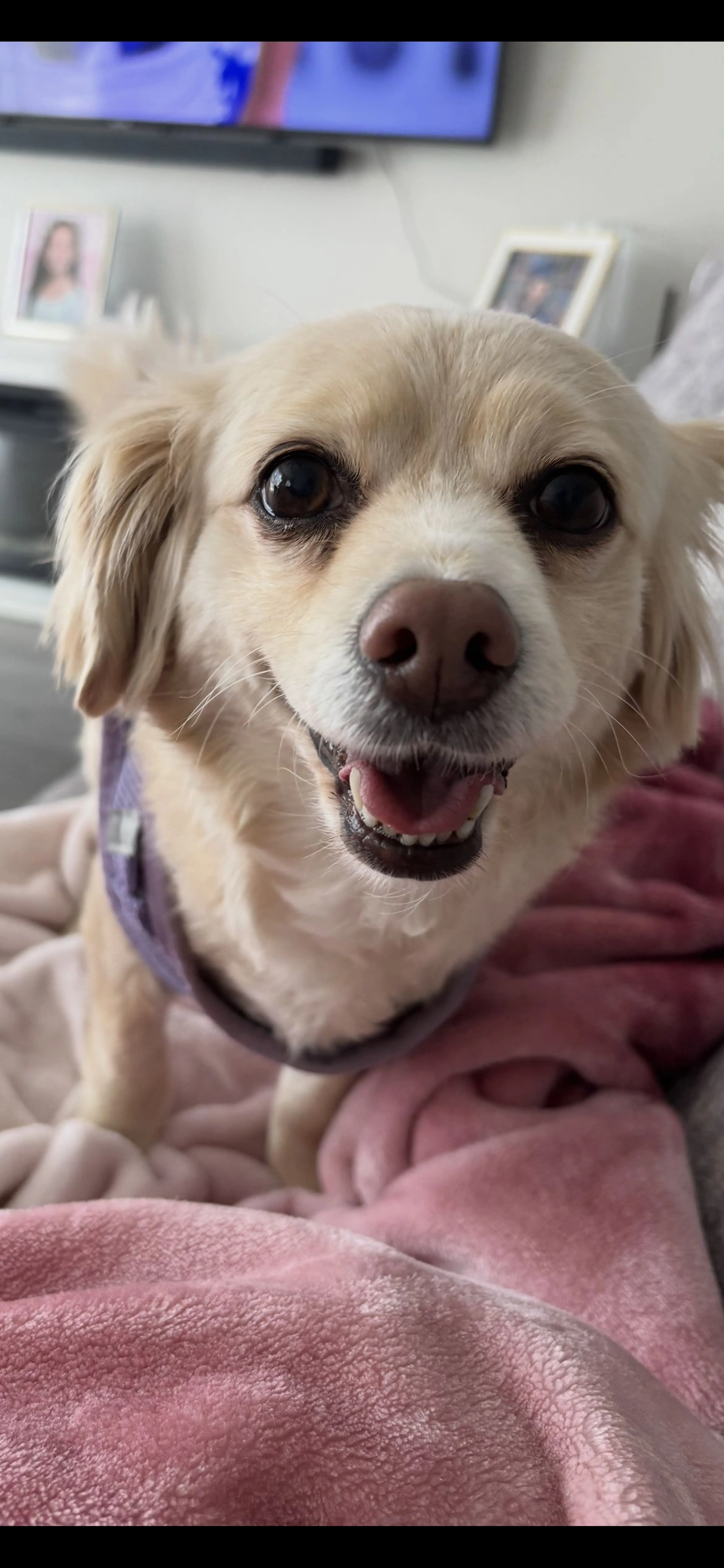 Lost pet-2