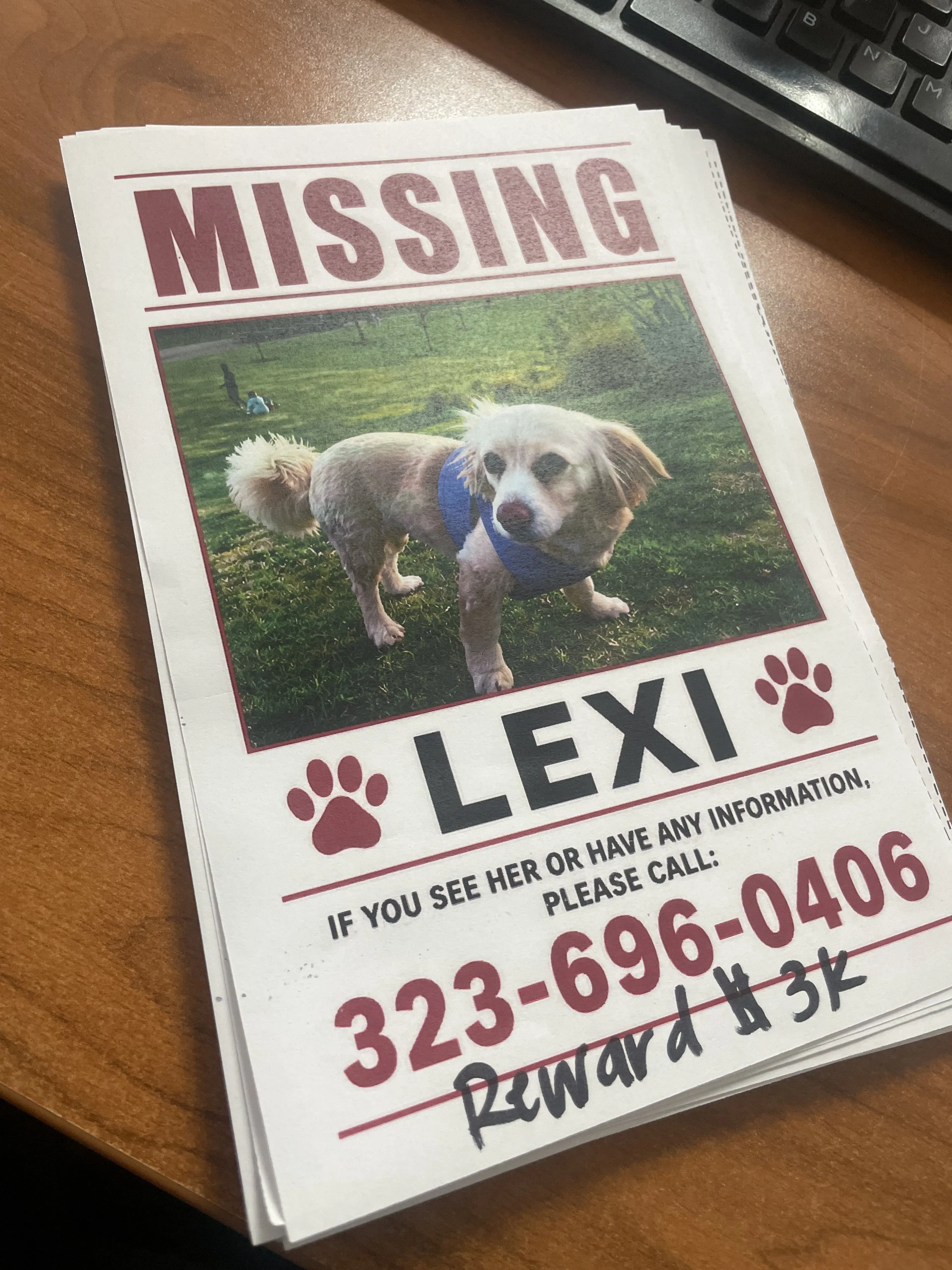 Lost pet-3