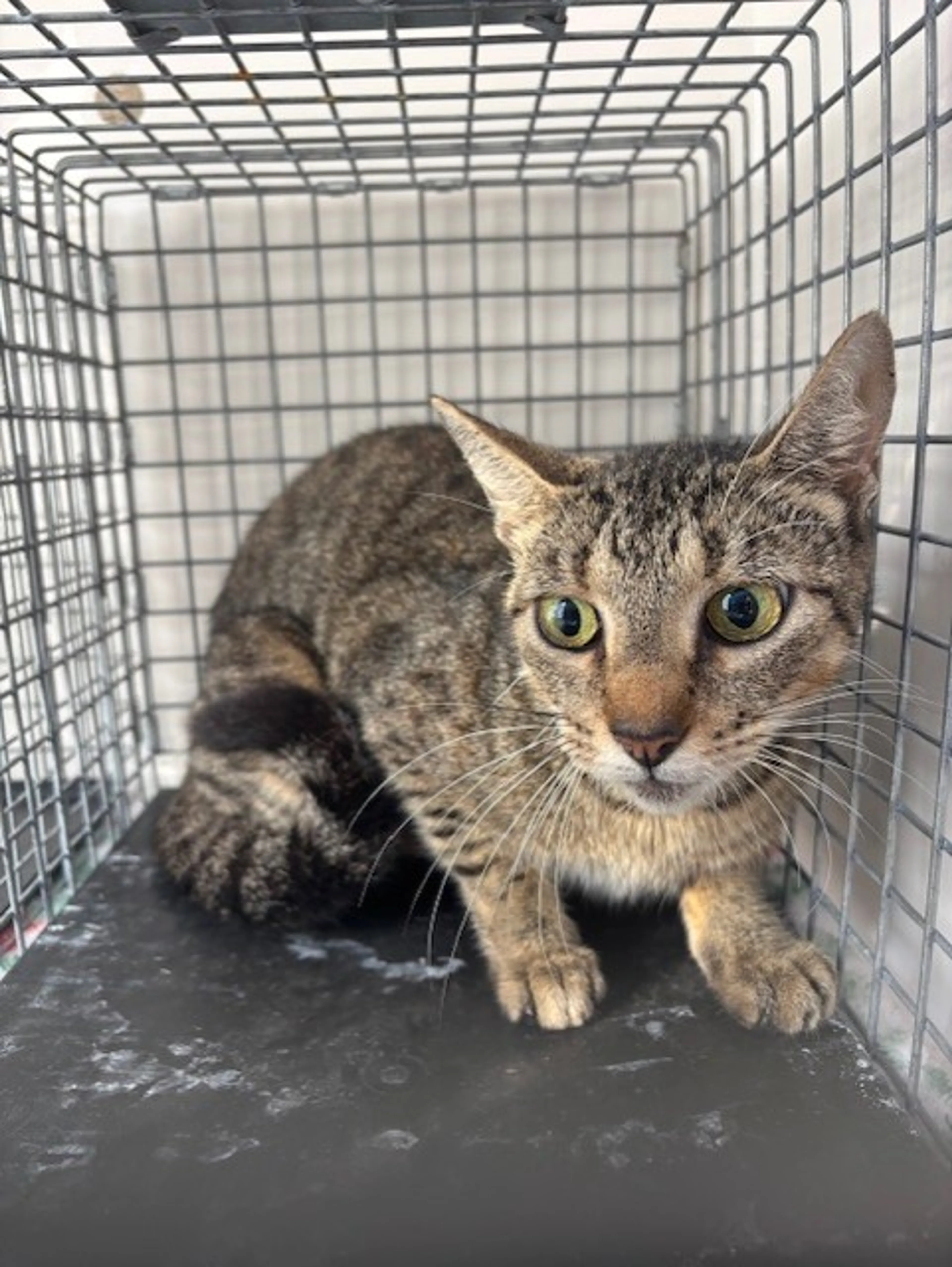 Found pet