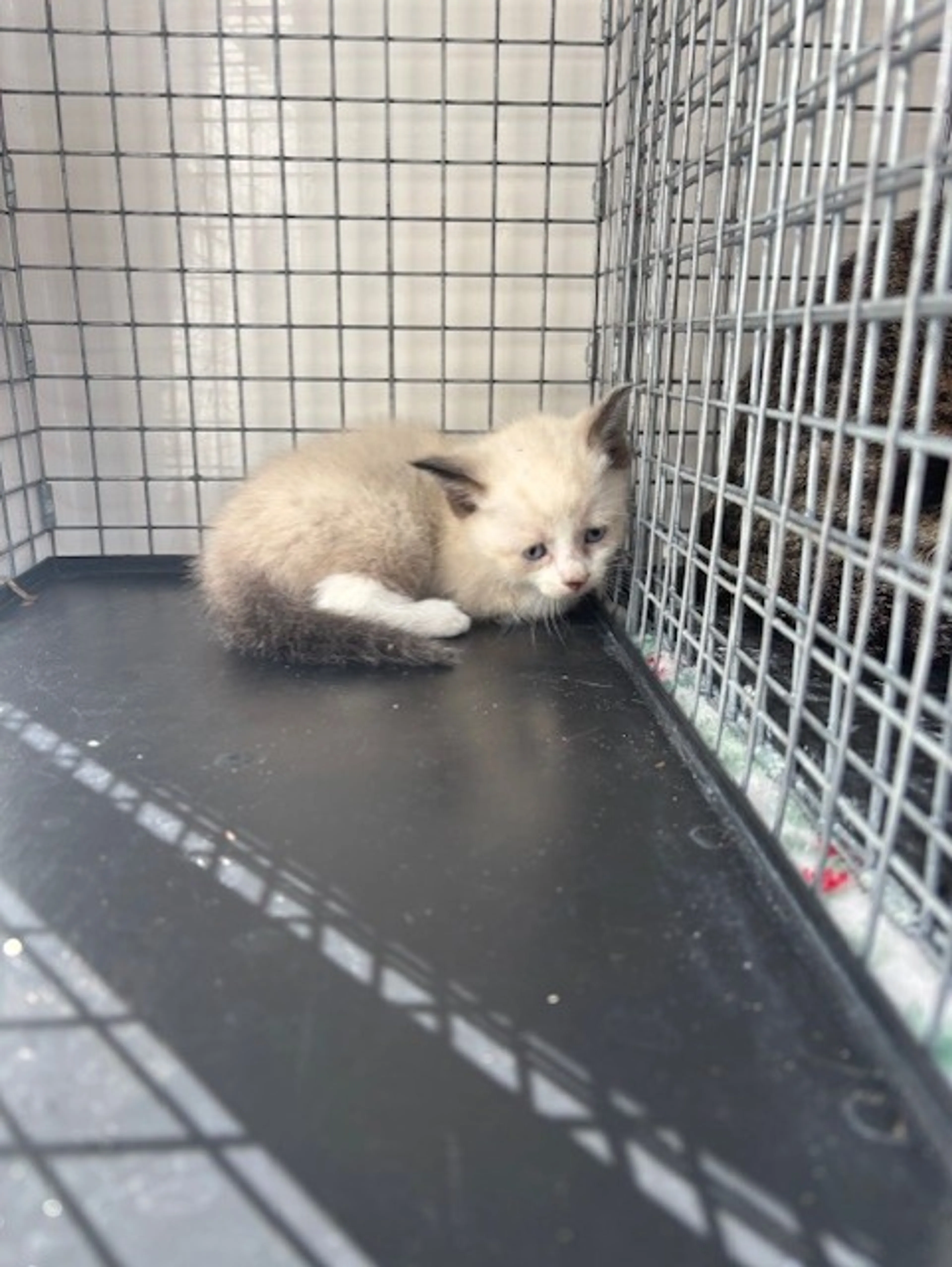 Found pet