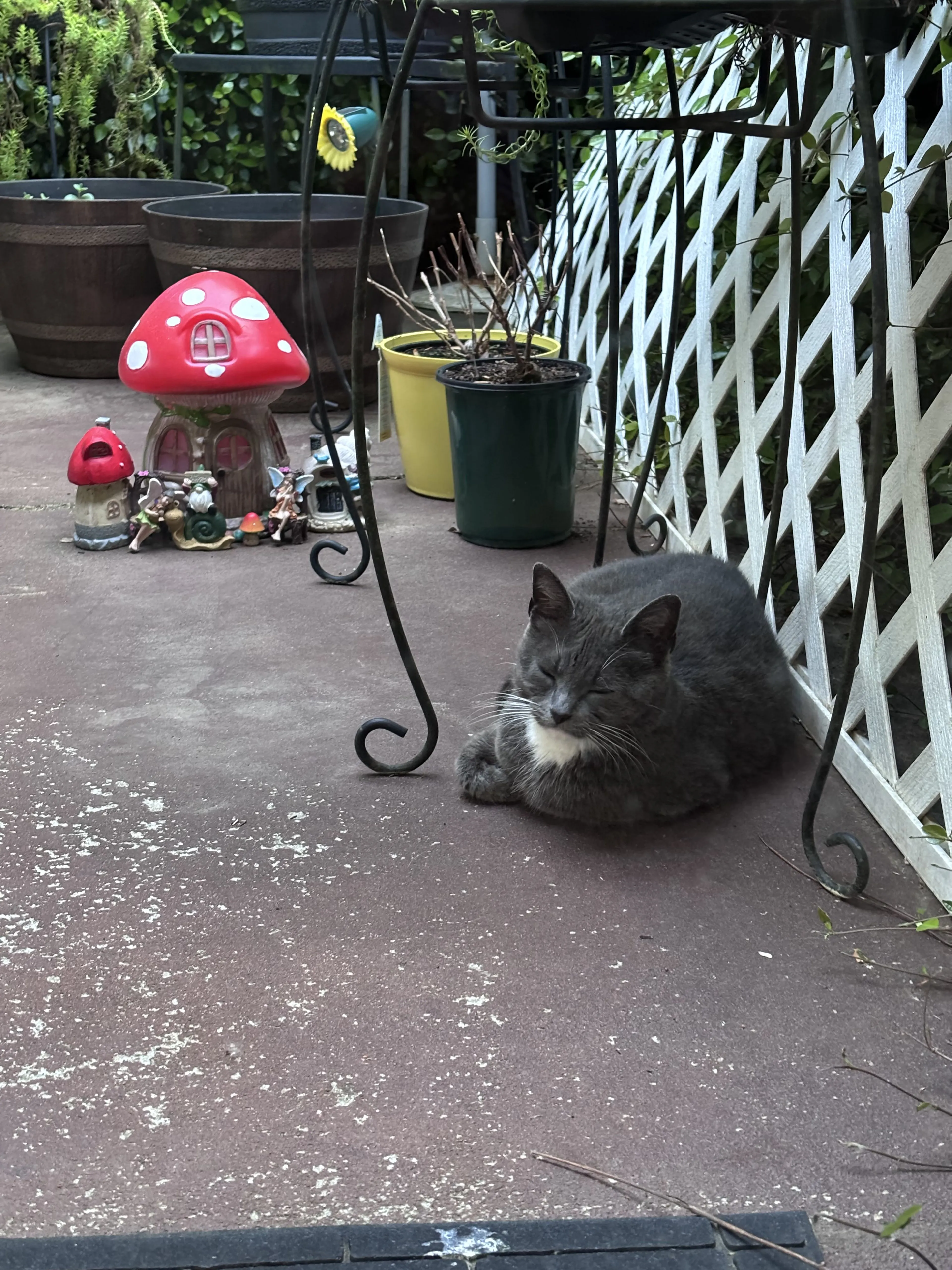 Lost pet-2