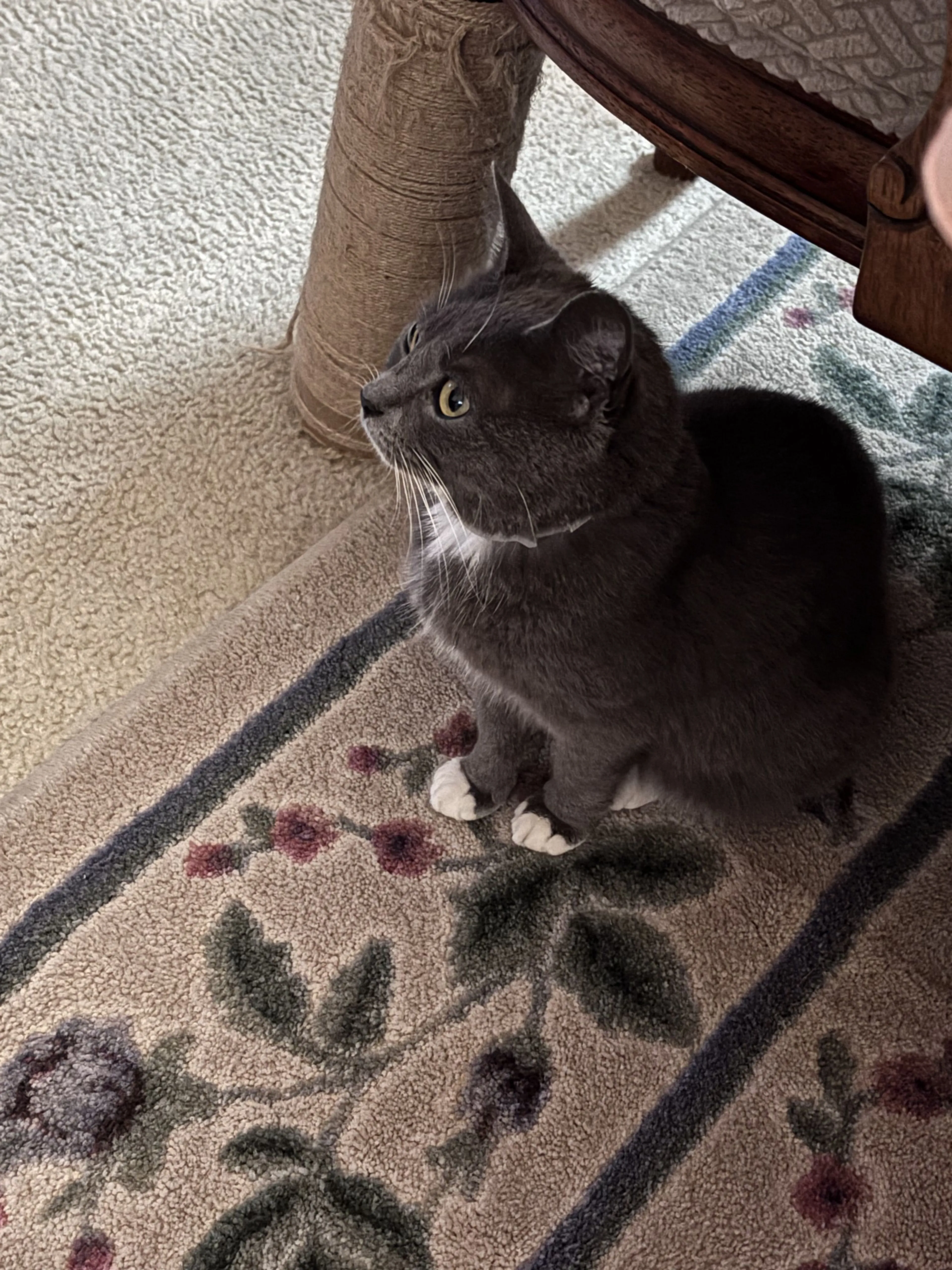 Lost pet-0