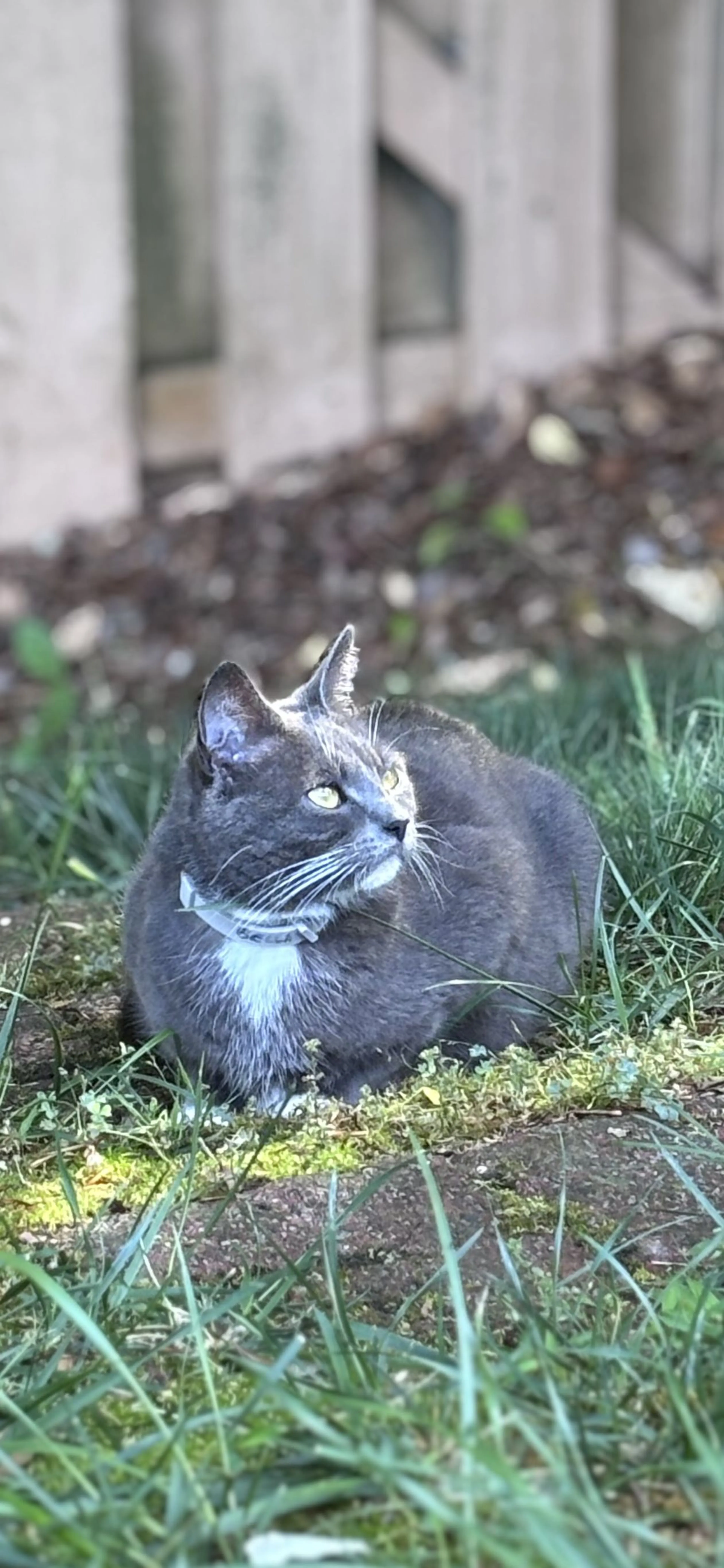 Lost pet-1